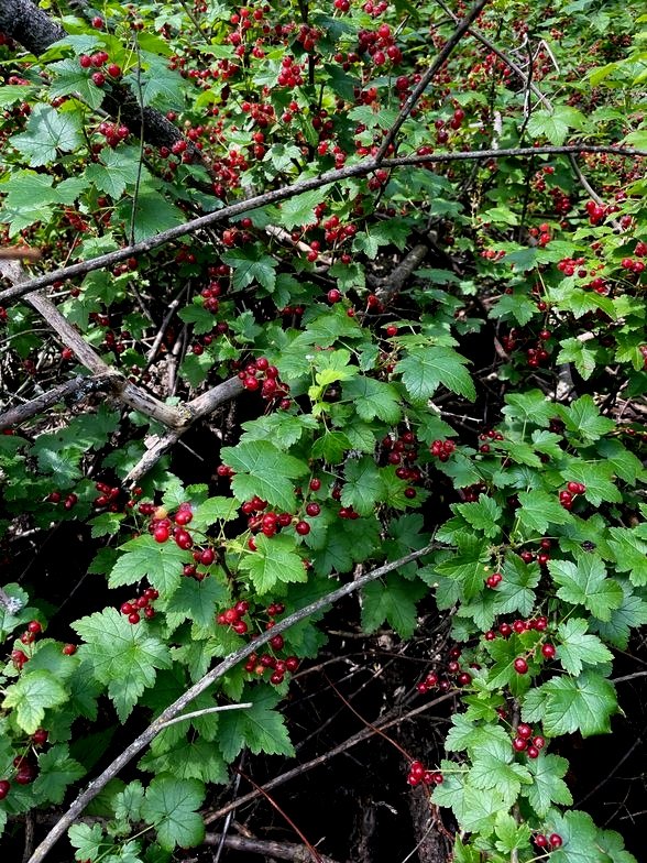 Red Currants