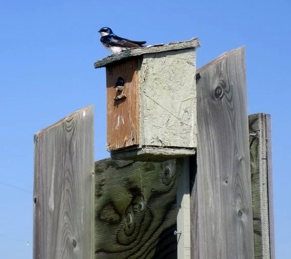 Swallows near along tthe trail near the BLESS viewing platform