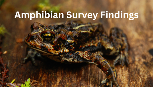 Amphibian Survey Reveals Hidden Biodiversity at Lois Hole Centennial Provincial Park
