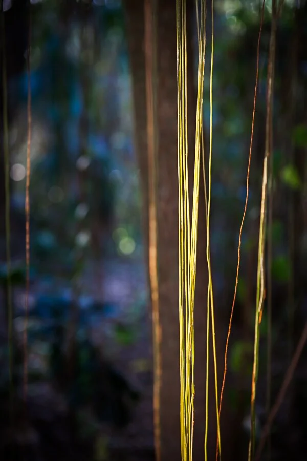 Jungle Road 13-01-78, 2013