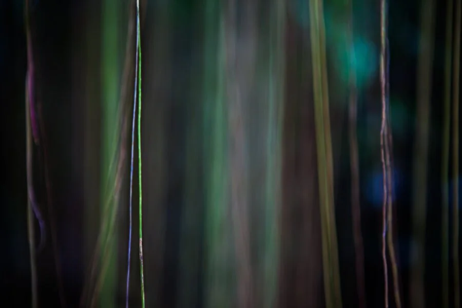 Jungle Road 13-01-83, 2013