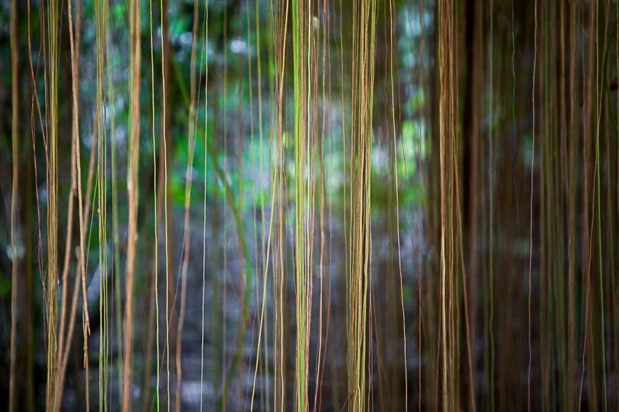 Jungle Road 12-12-02, 2012