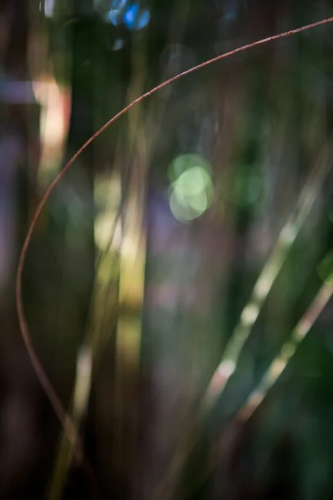 Jungle Road 13-11-38, 2013