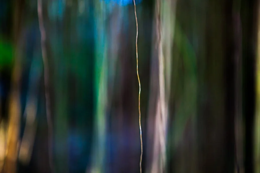 Jungle Road 12-12-32, 2012