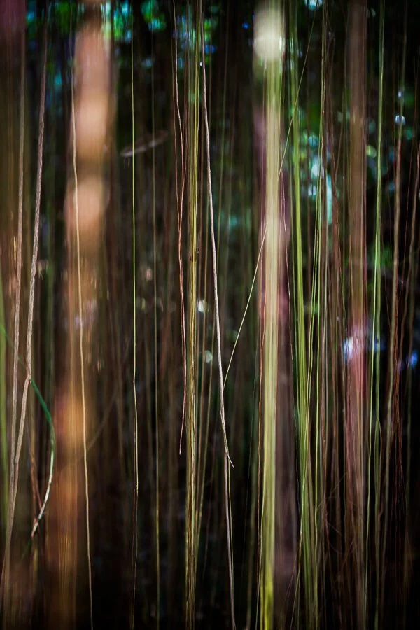 Jungle Road 13-01-69, 2013