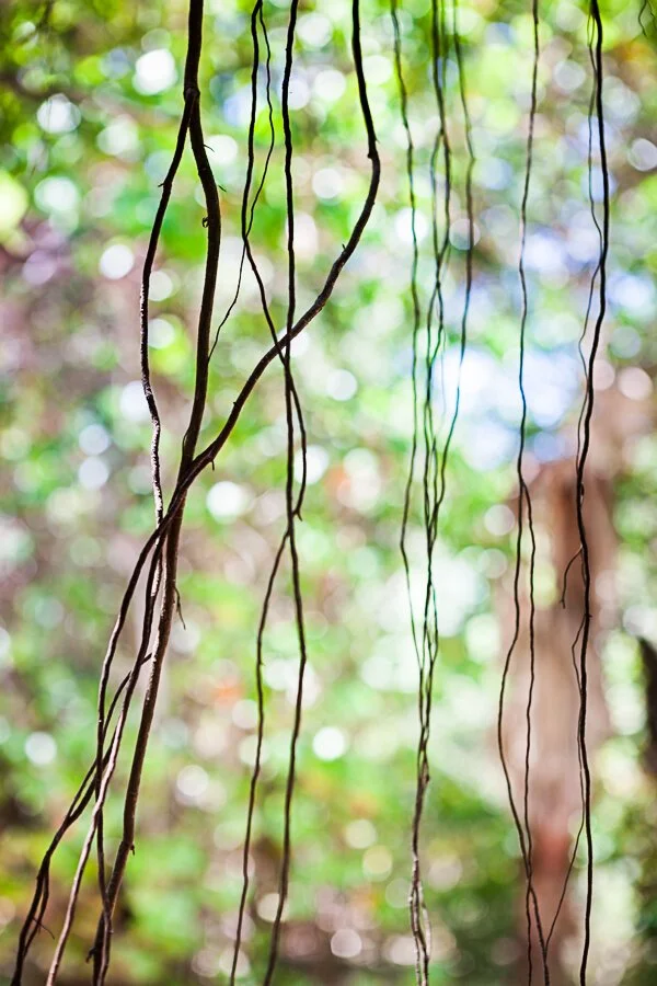 Jungle Road 13-04-49, 2013