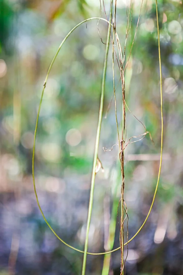 Jungle Road 13-11-51, 2013