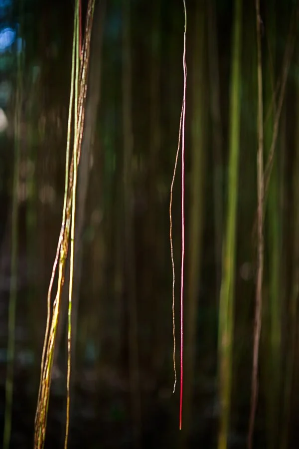 Jungle Road 13-01-58, 2013