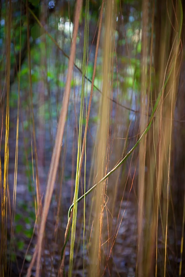 Jungle Road 12-12-14, 2012