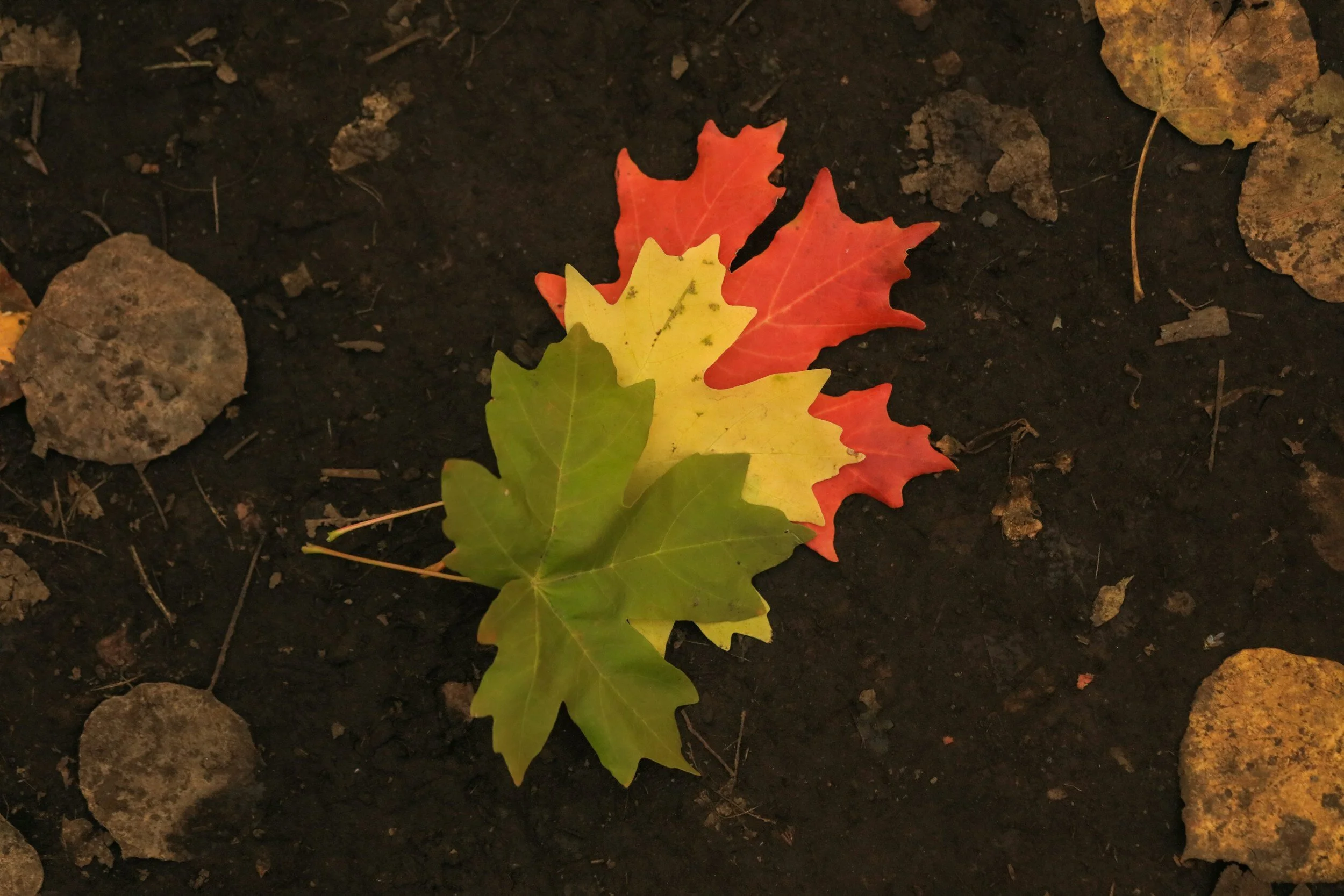 A set of red, yellow, and green maple leaves on dark soil."}