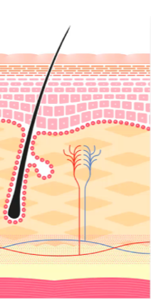 Hair Loss Therapy in Miami and Aventura