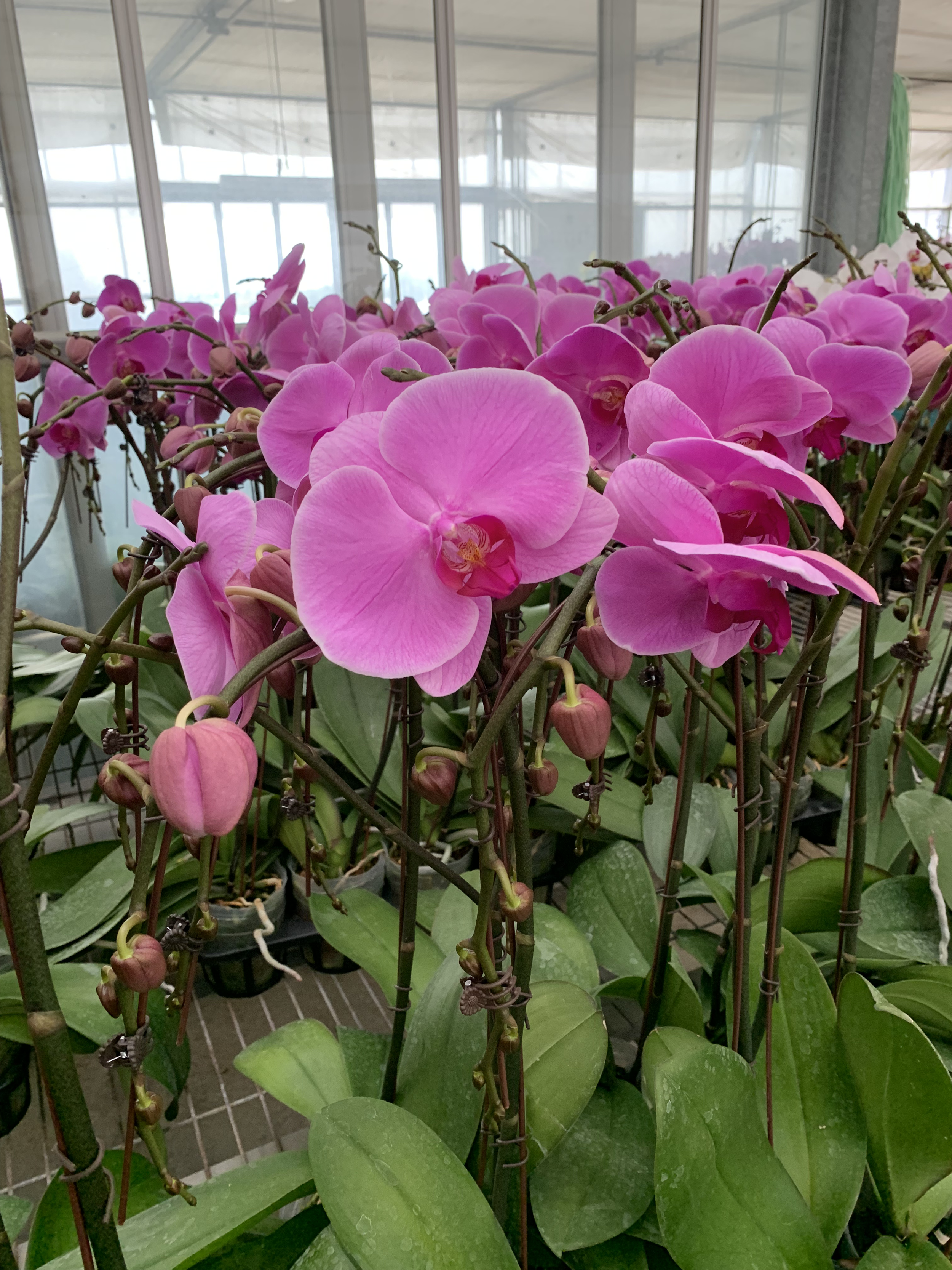 July Collection — Symphony Orchids