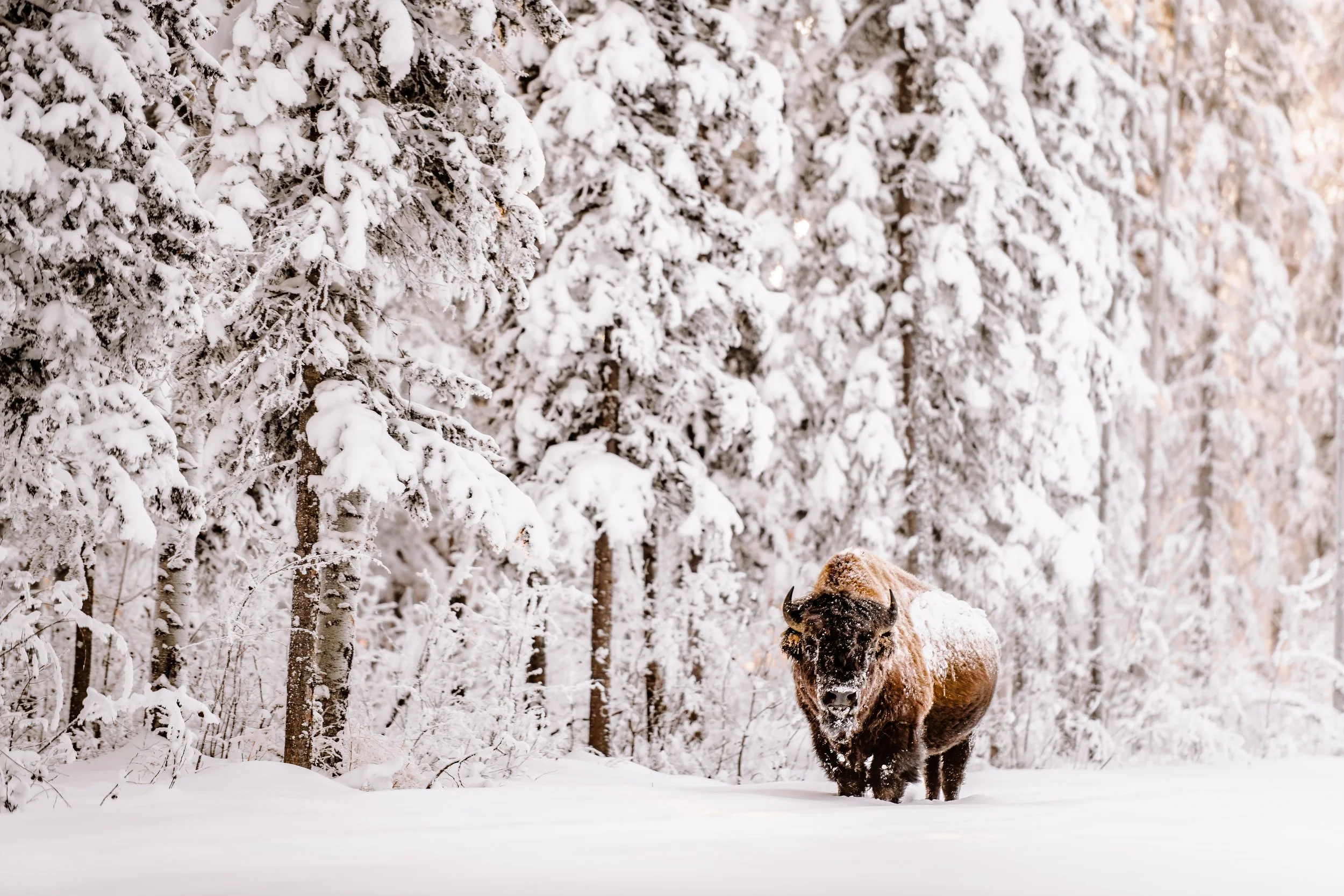 Zama Winter Bison Head On II.JPG