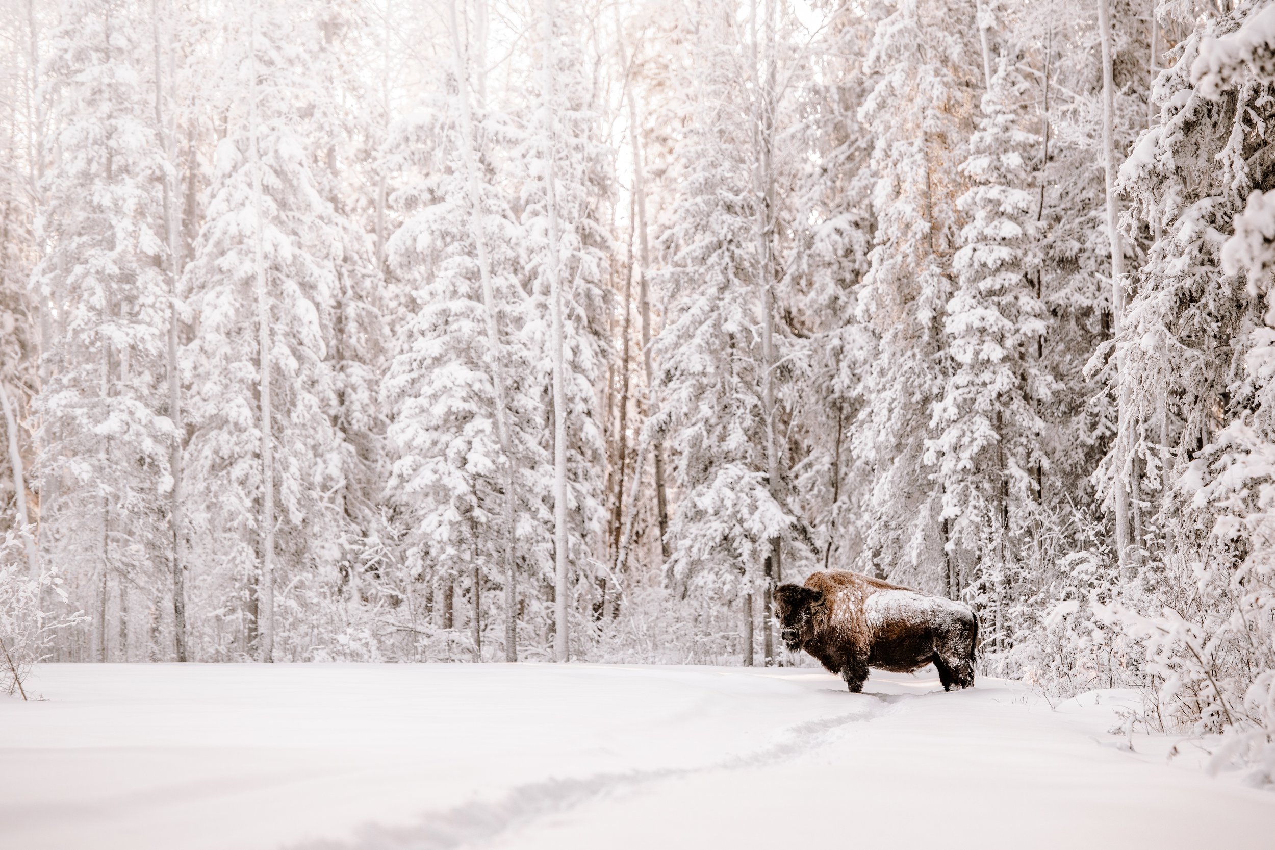 Zama Winter Bison.JPG