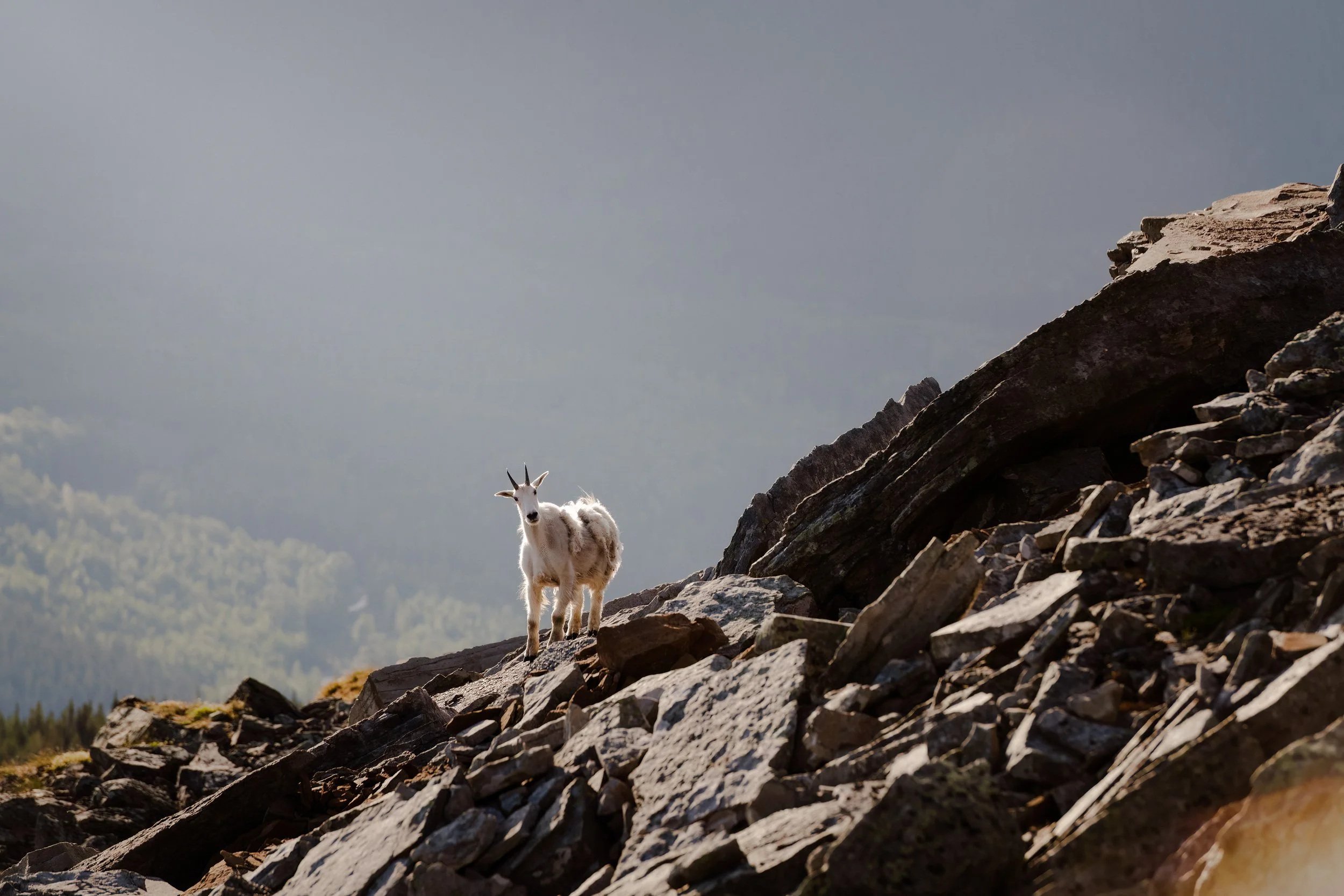 Tumbler Ridge Mountain Goat.JPG