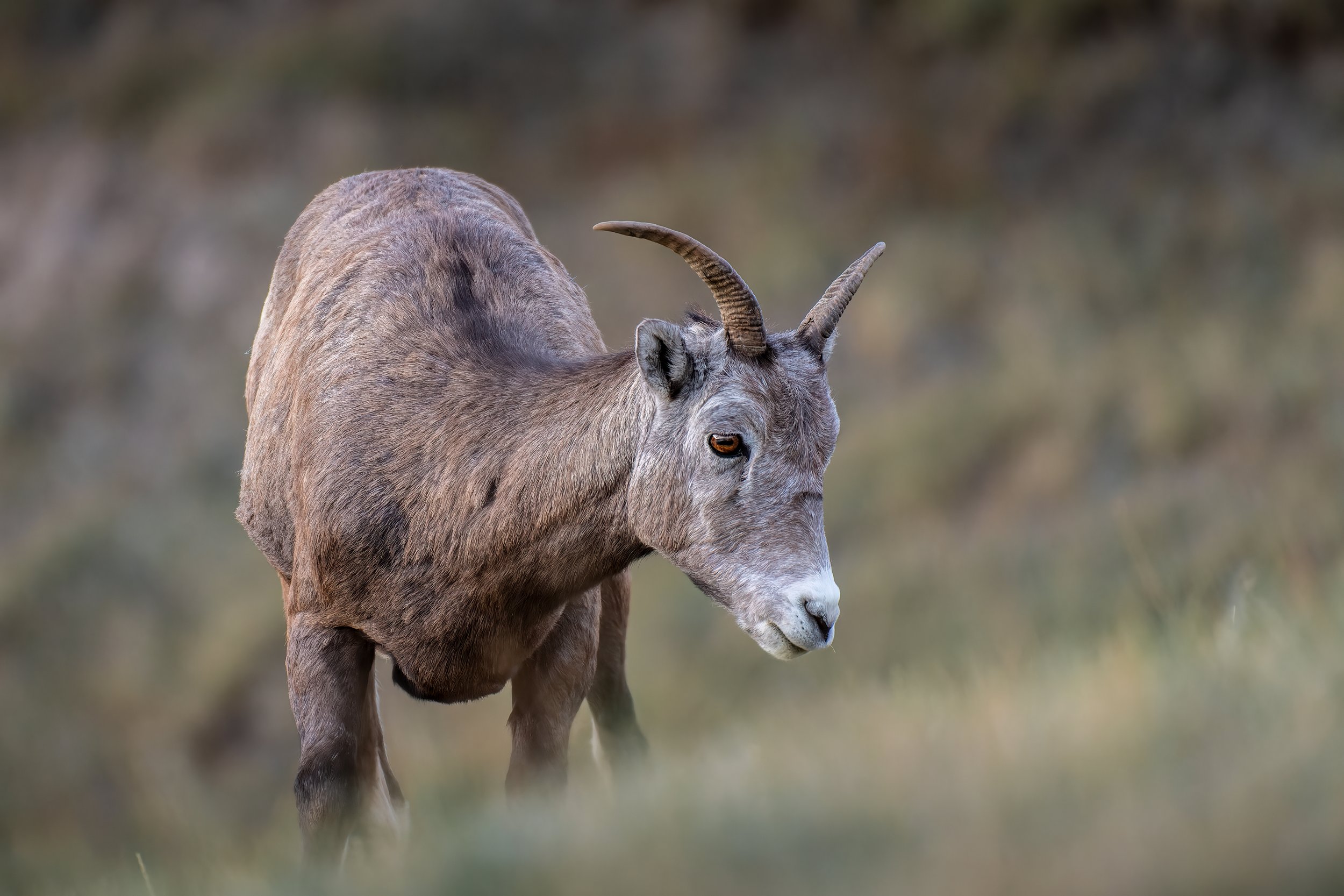 Rocky Mountain Bighorn Ewe 2.0 2021.jpg