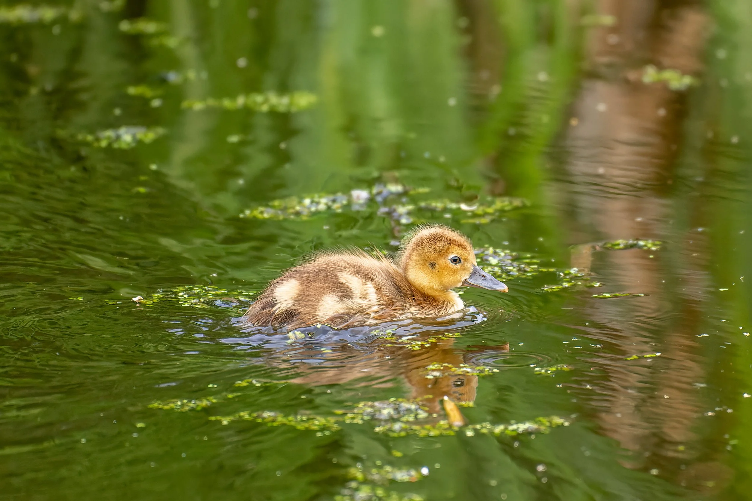 Duckling.JPG