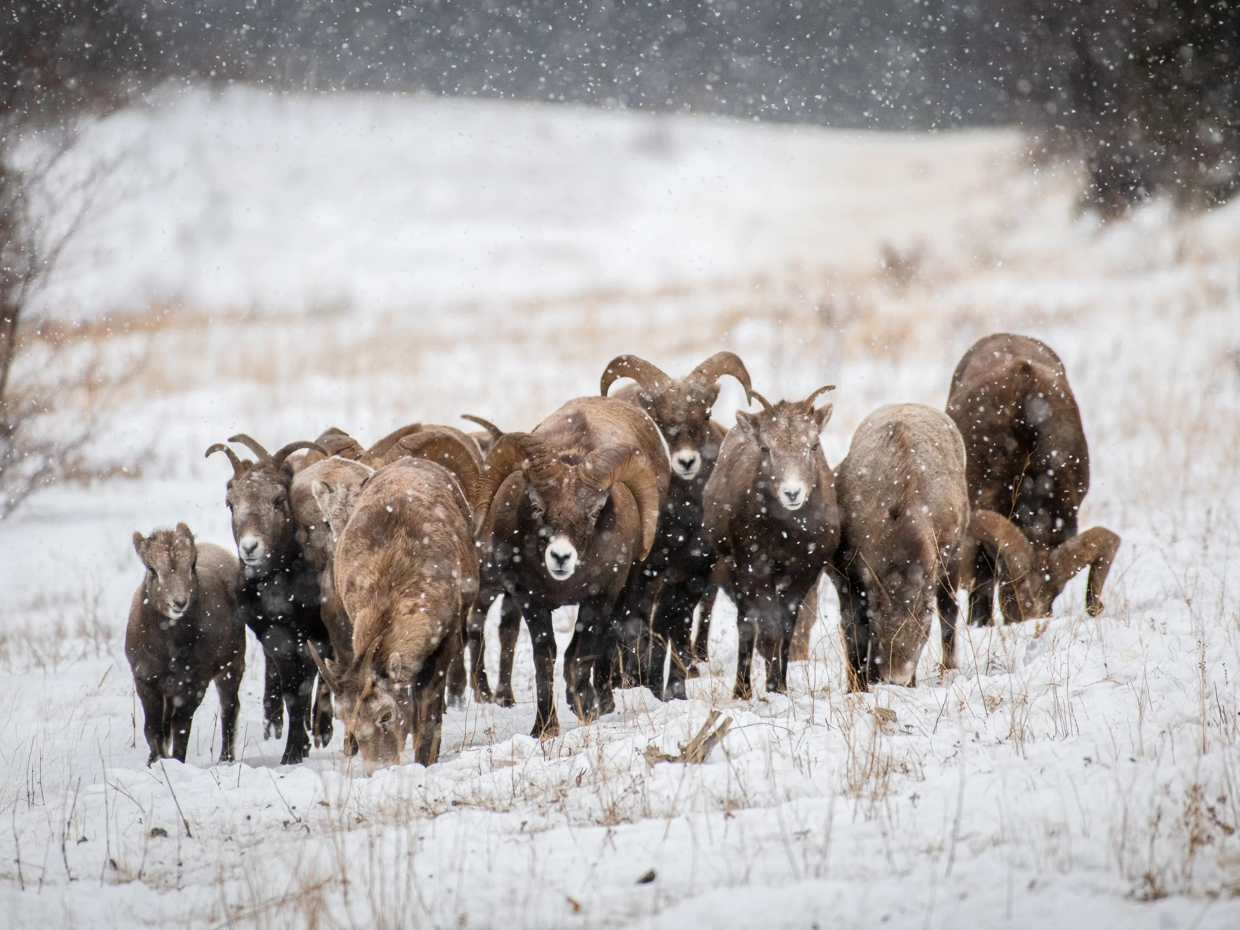 Rocky Mountain Big Horns Winter Scene.JPG
