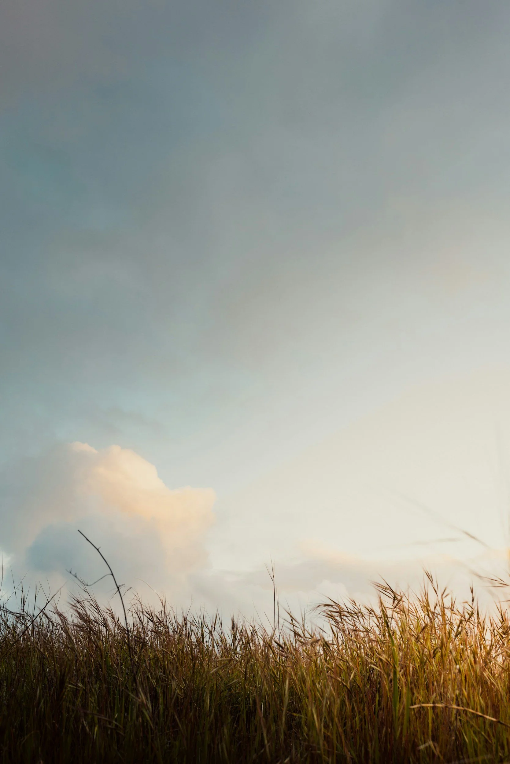 Tall grass in a field with a cloudy sky at sunset or sunrise.