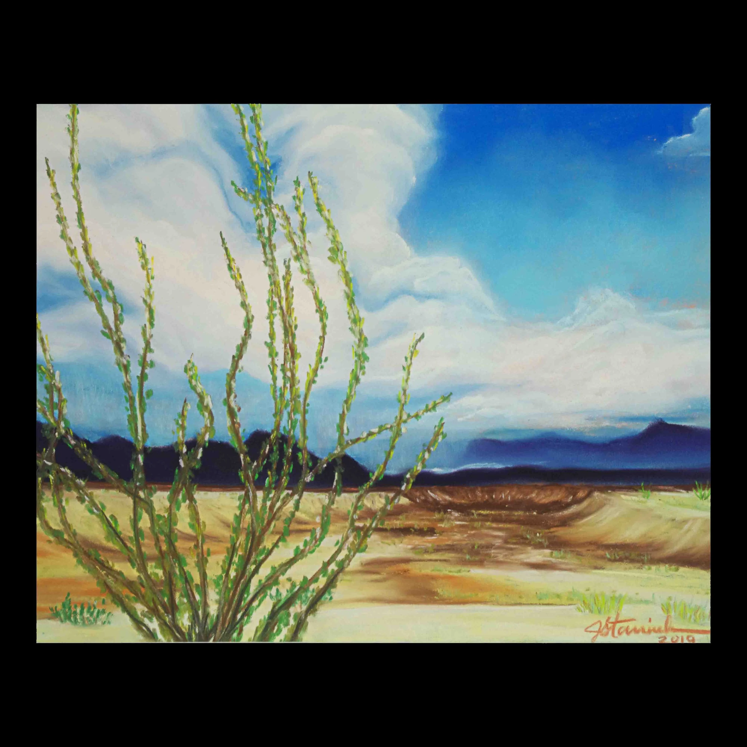 Ocotillo in the Desert