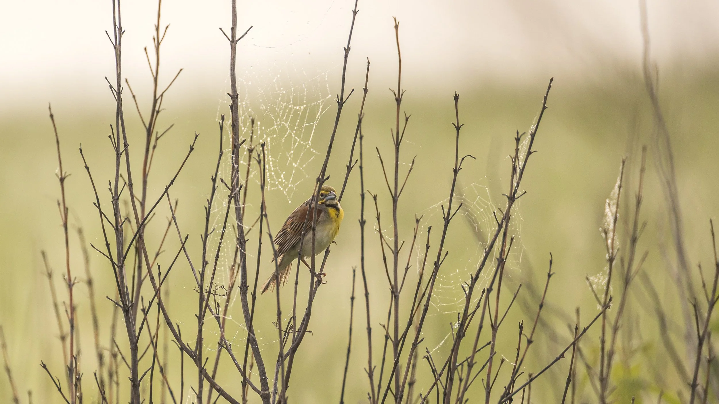  A Dickcissel sits among spider webs in the prairie on a foggy morning.   in Friendly Prairie, Pettis County, Missouri June, 2026 Photo by Karen Zelle