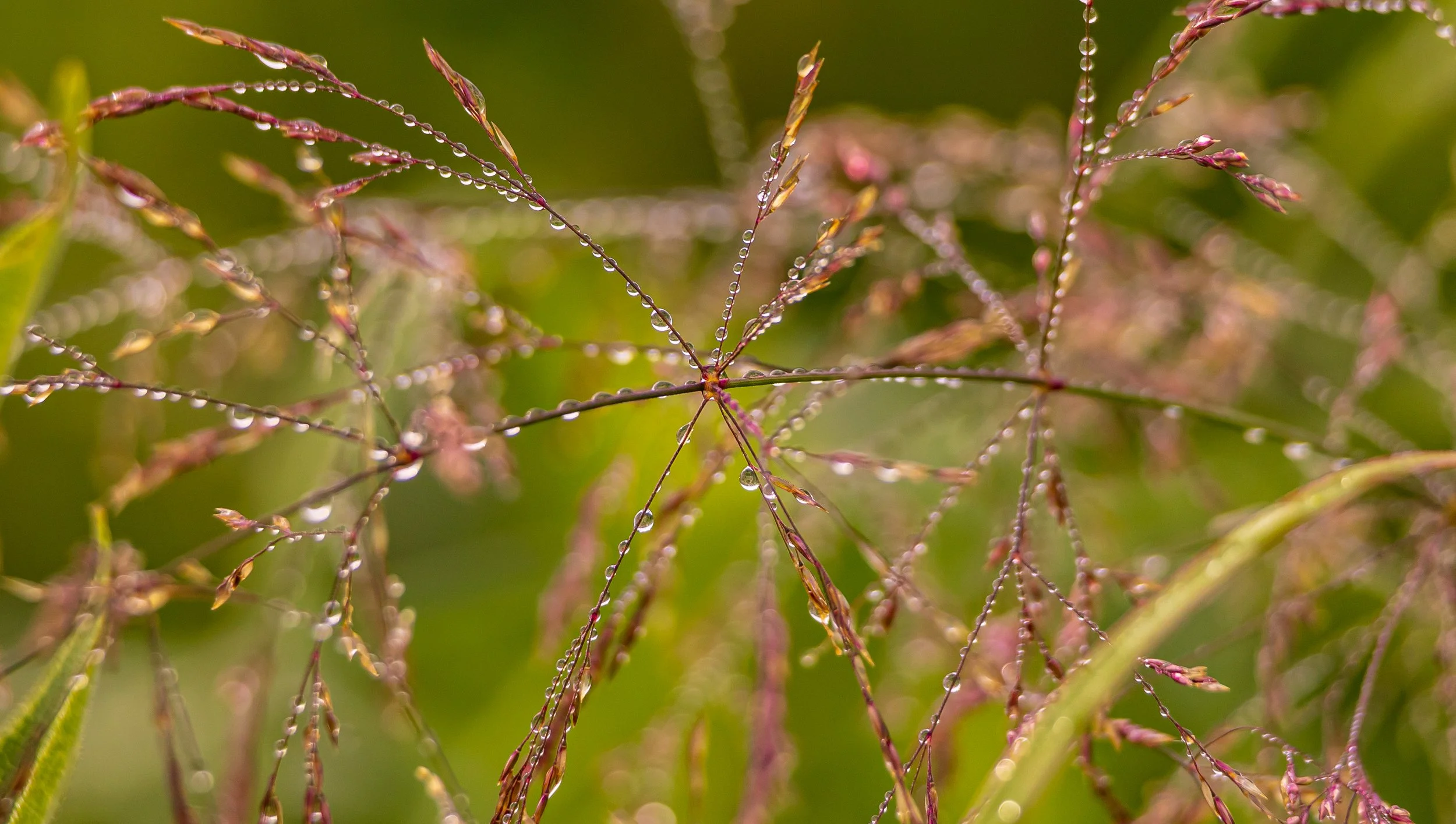  Morning dew collects on the colorful grass of Friendly Prairie.  in Friendly Prairie, Pettis County, Missouri June, 2026 Photo by Karen Zelle