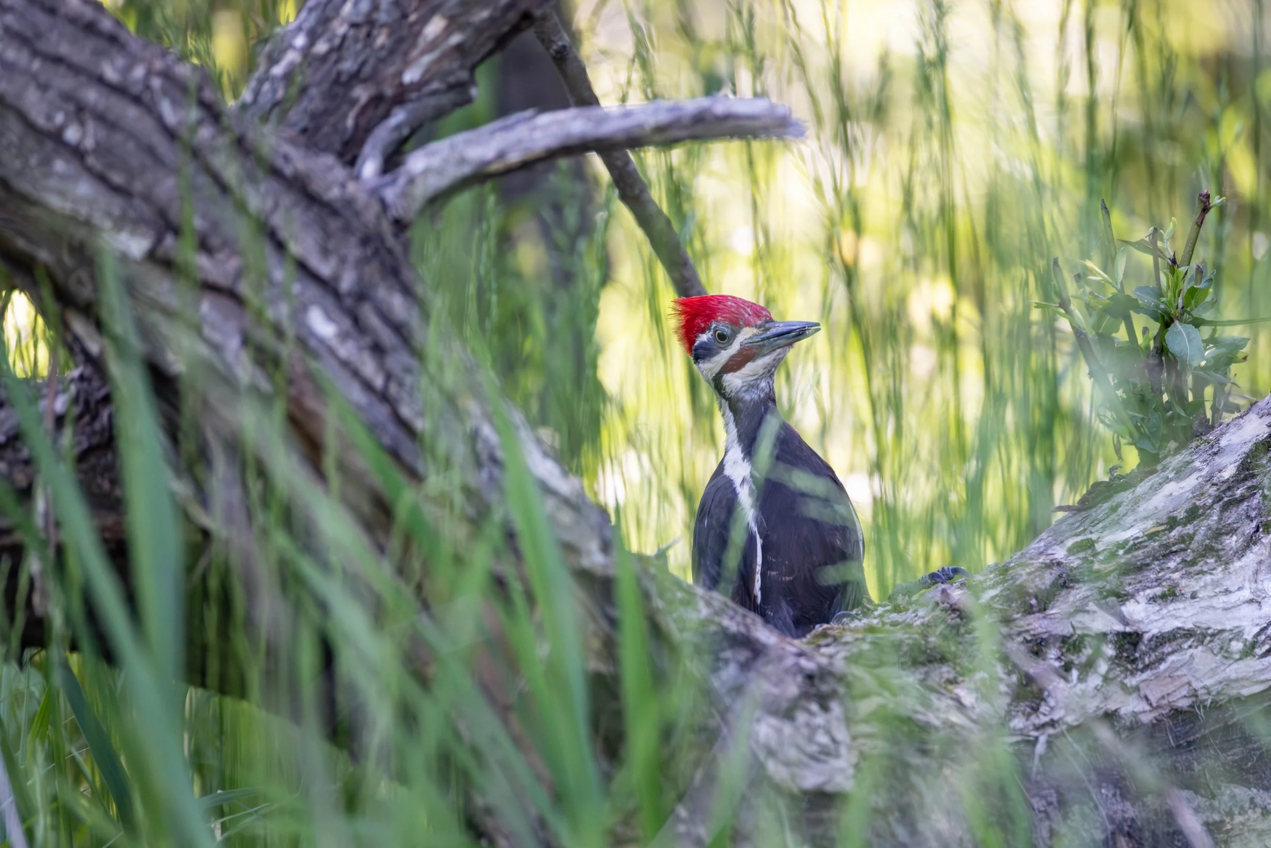 Pileated Woodpecker
by Don Bauer