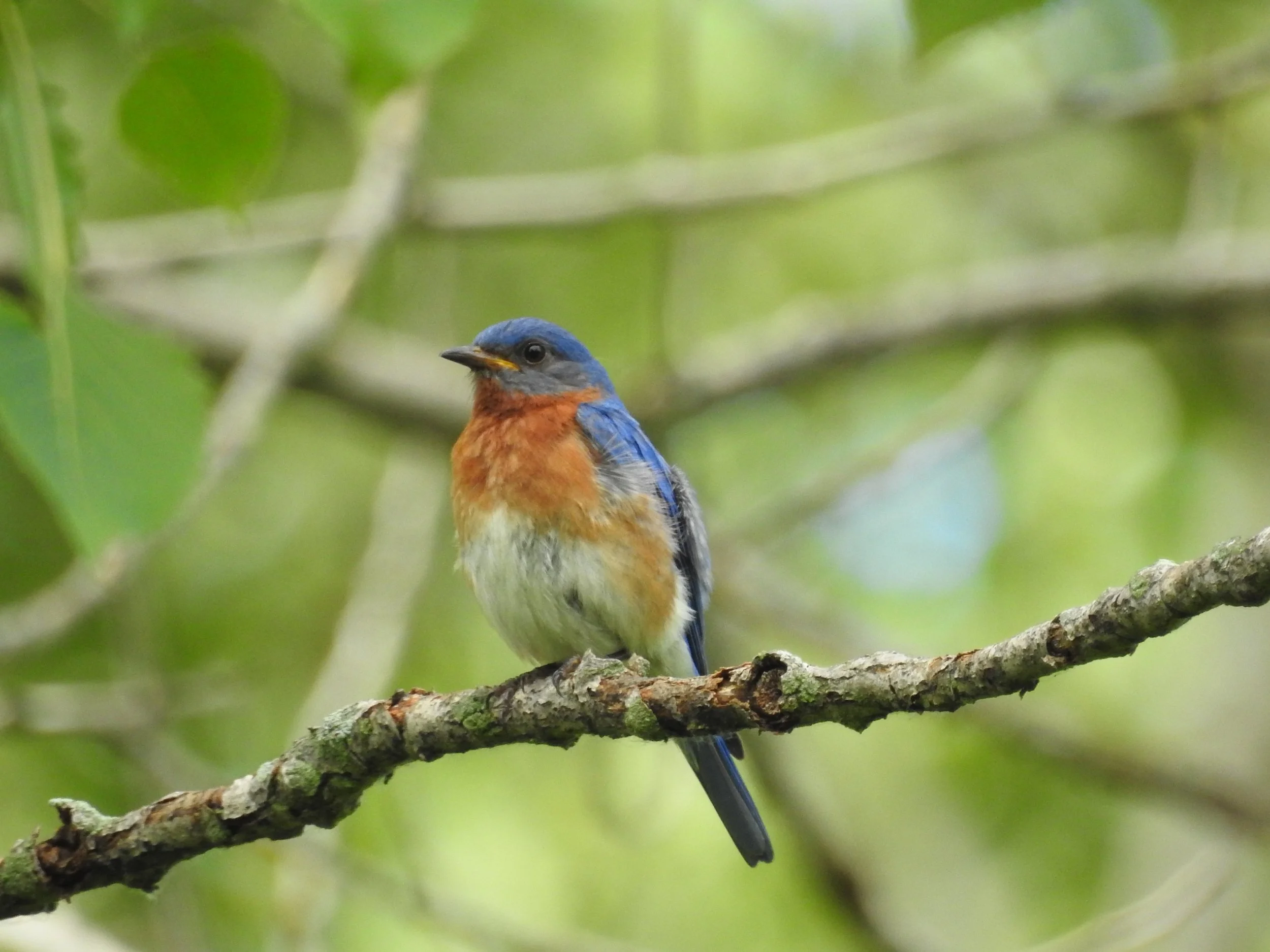 Nest Box Season in LCCEA &amp; Creve Coeur Park