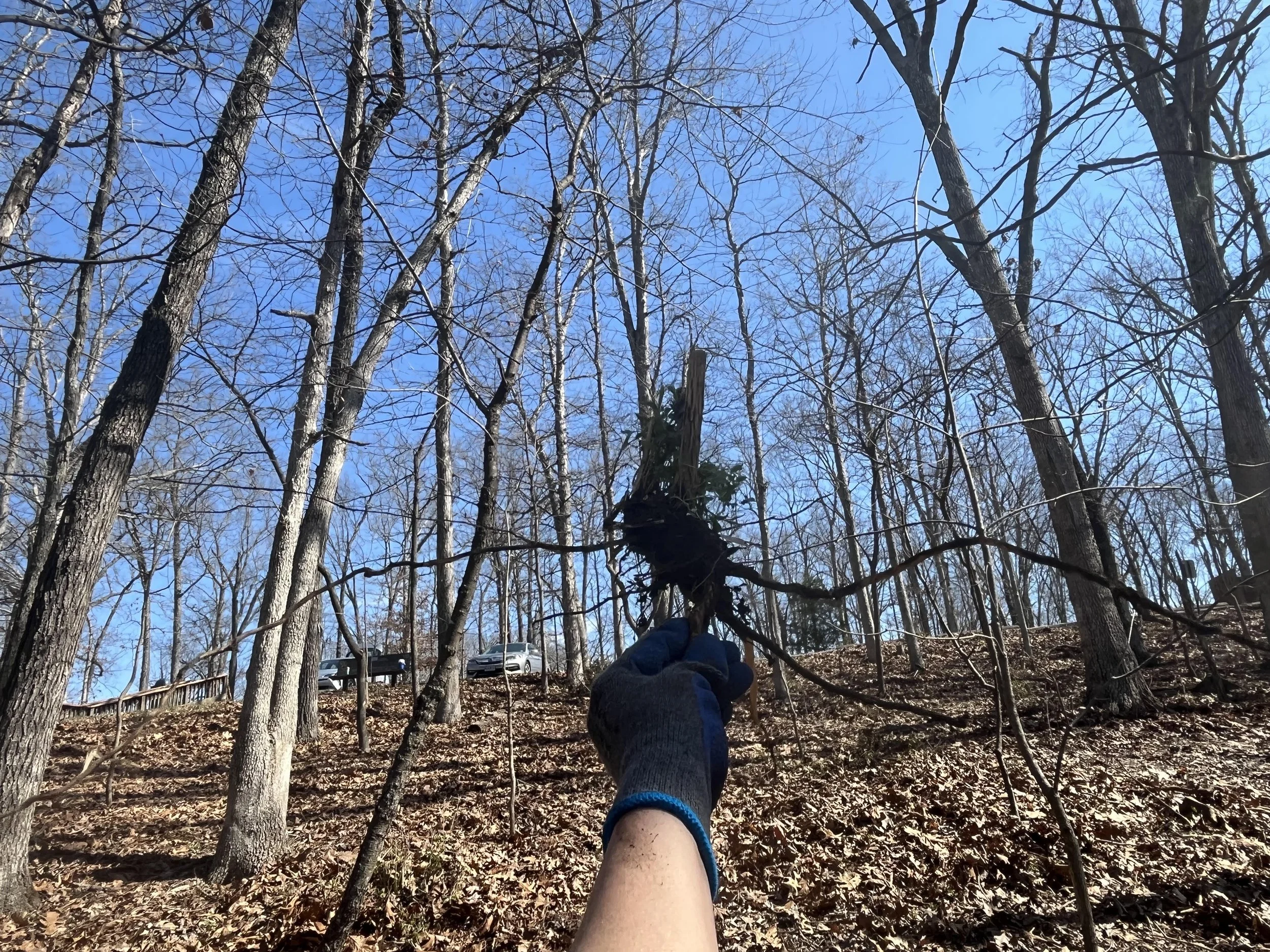 Honeysuckle Hack at Greensfelder with Open Space STL