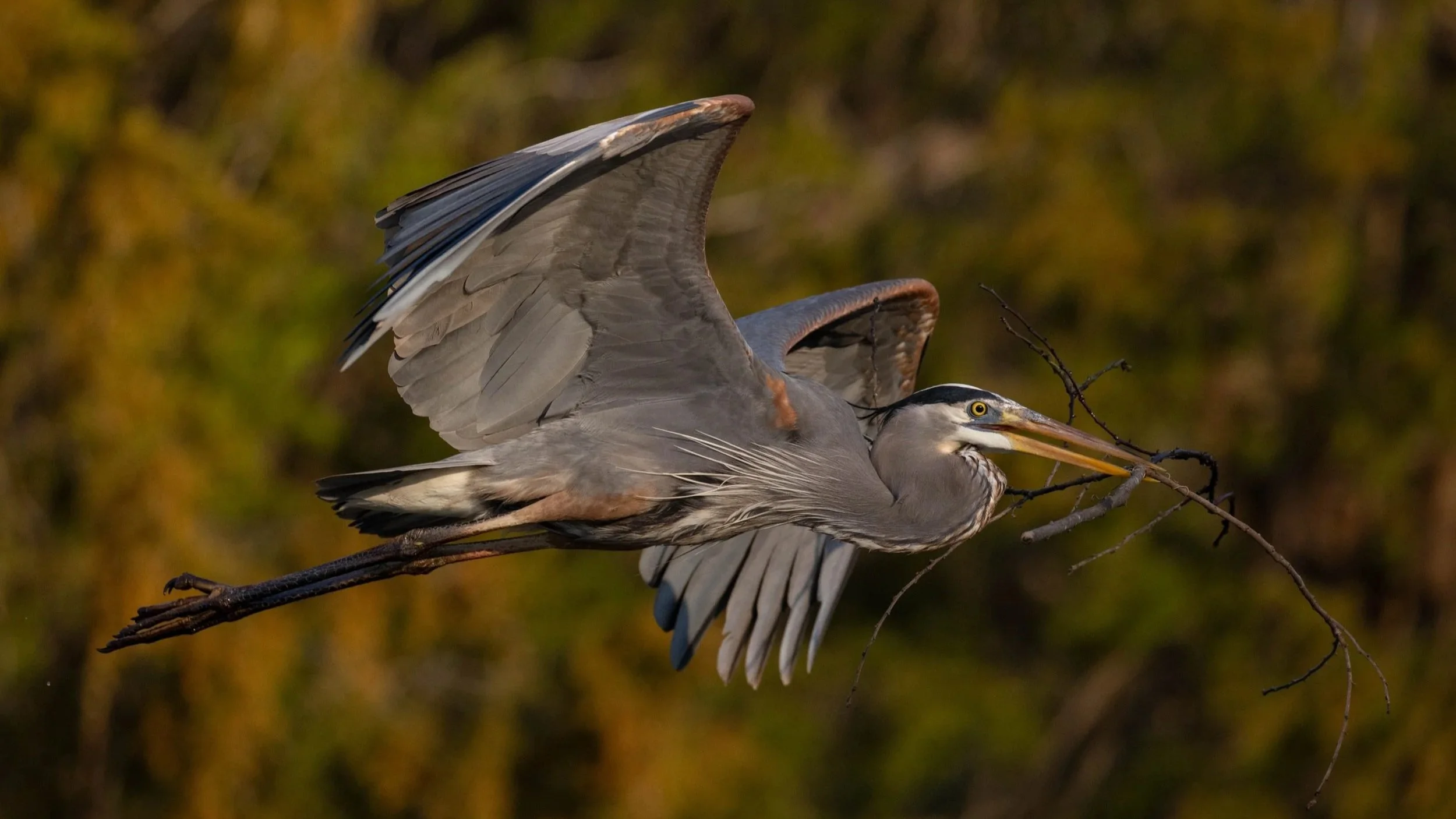  Great Blue Heron collecting nesting material in the Heart of the Country, southeast Missouri  
March 2026 
Photo by Don Bauer