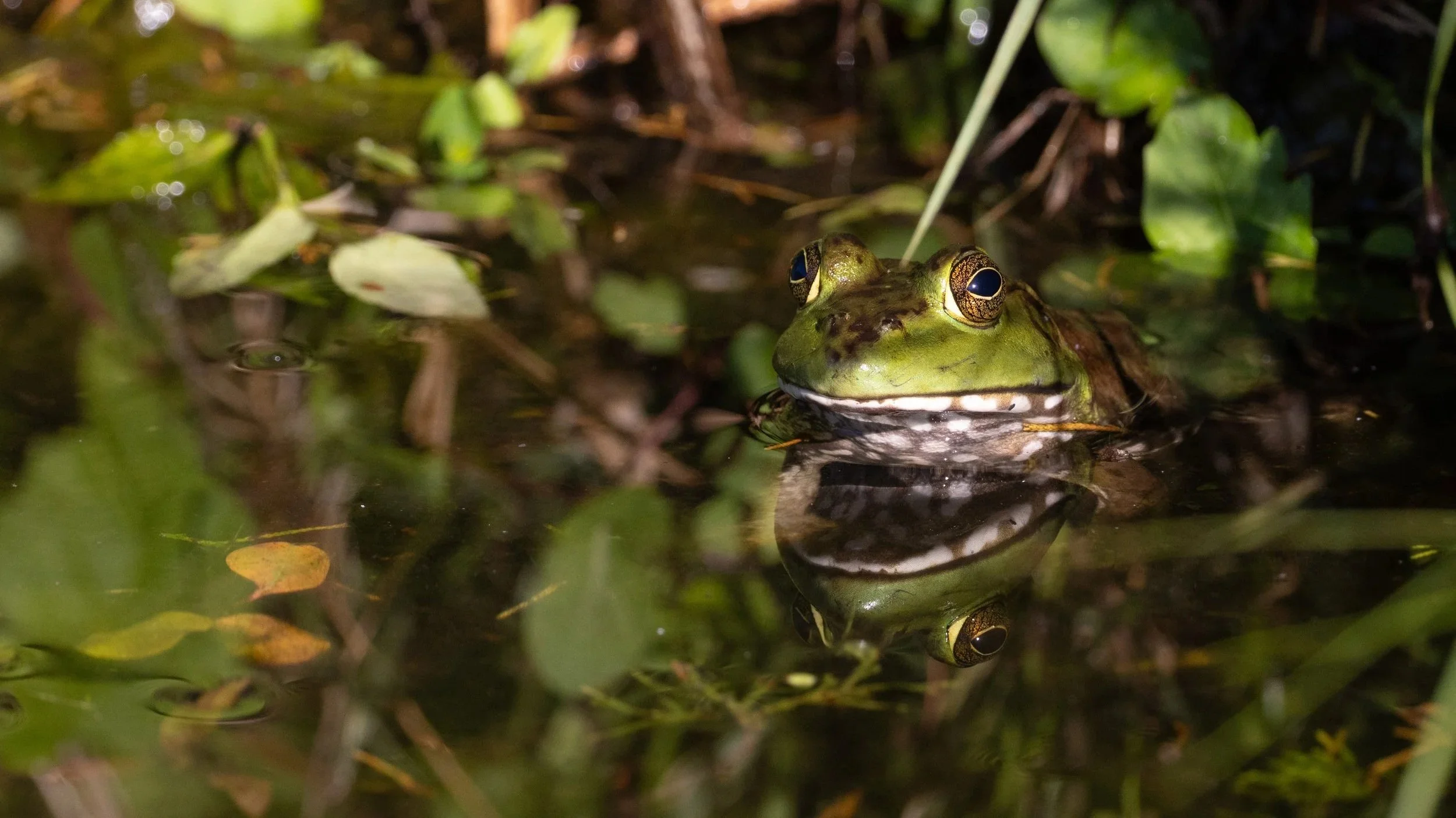  Green Frog in the Heart of the Country, Southeast Missouri  
April 2026 
Photo by Don Bauer