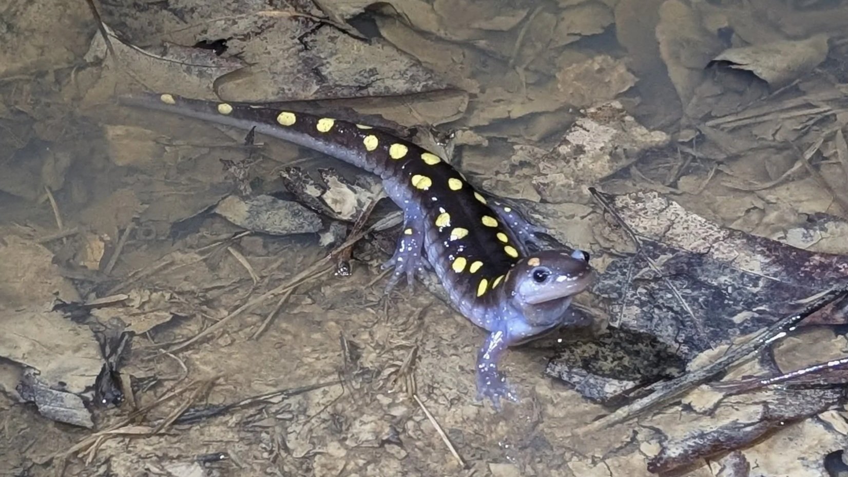  Spotted Salamander During Breeding Migration in August A. Busch Conservation Area  
March 2026 
Photo by Tara Morton