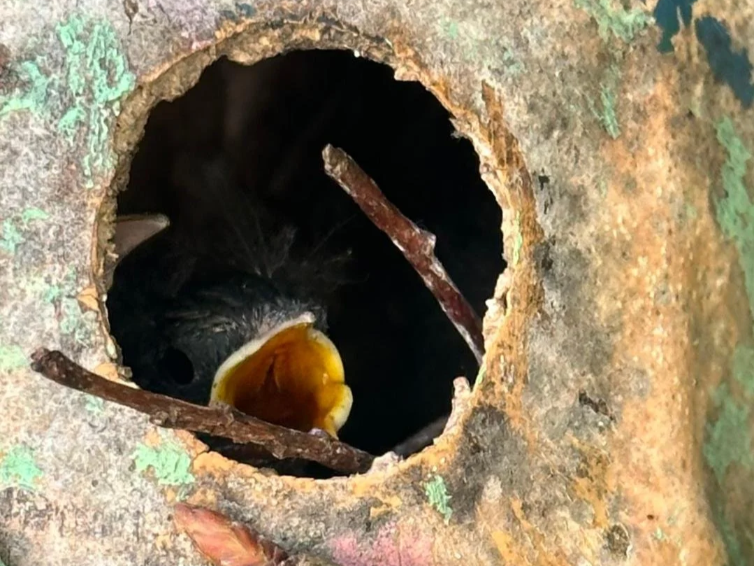  Baby bird in gourd bird house hung on street tree in St. Louis County  
April 2026 
Photo by Valerie Klipfel