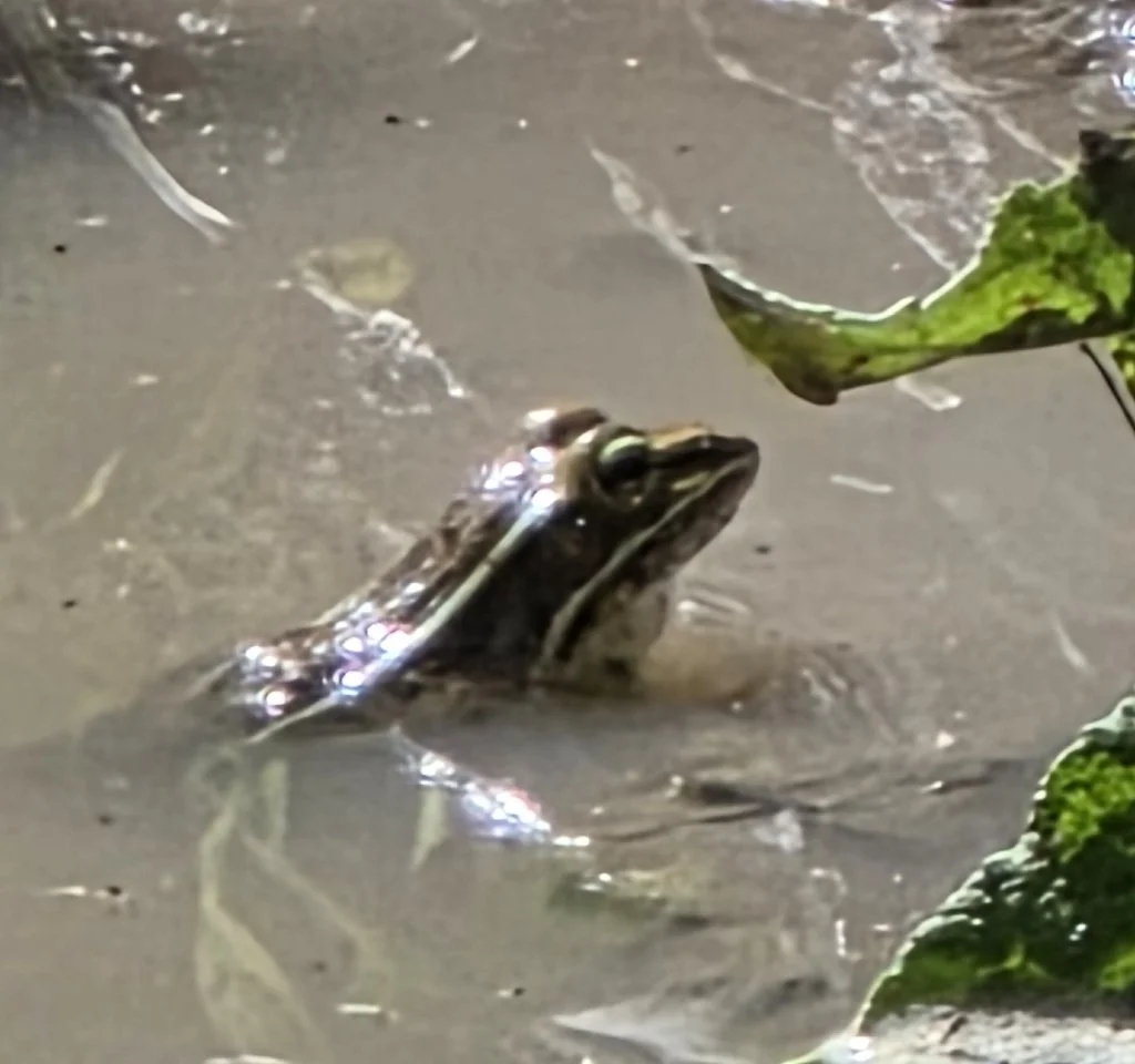 iNaturalist City Nature Challenge 2026 Bioblitz