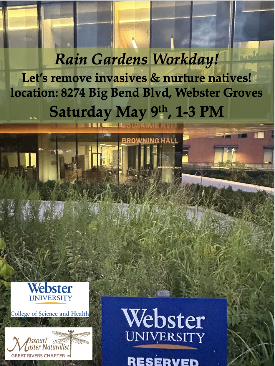 Rain Garden Invasives Clean-Up at Webster University