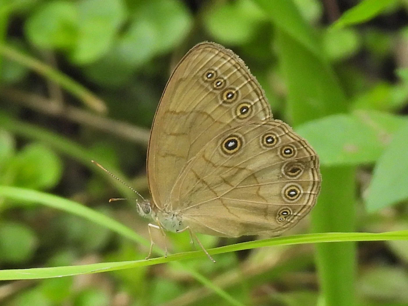 Chasing the 112 Butterfly Species in the Greater St. Louis Metropolitan Area