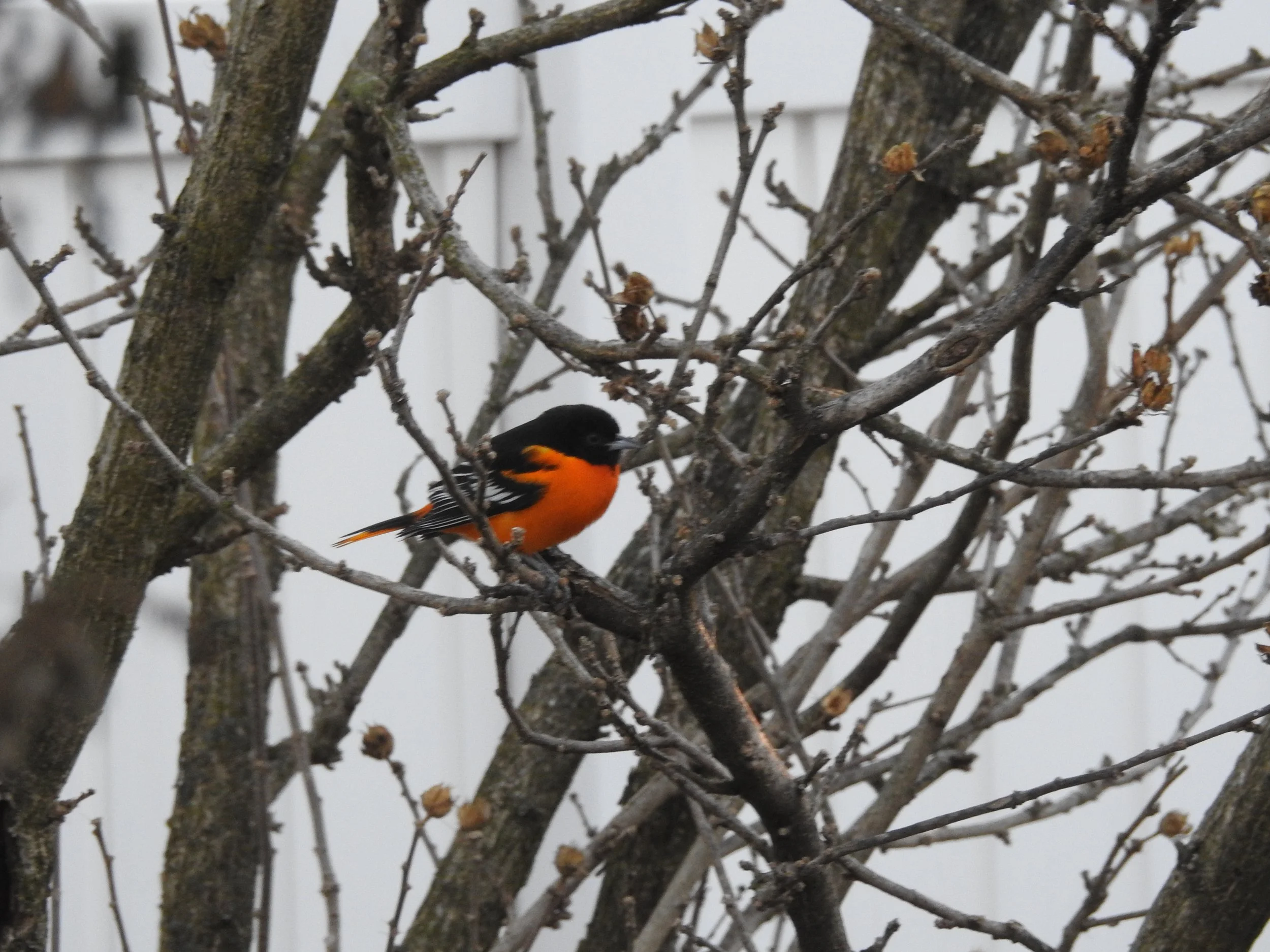 A Surprise Winter Guest