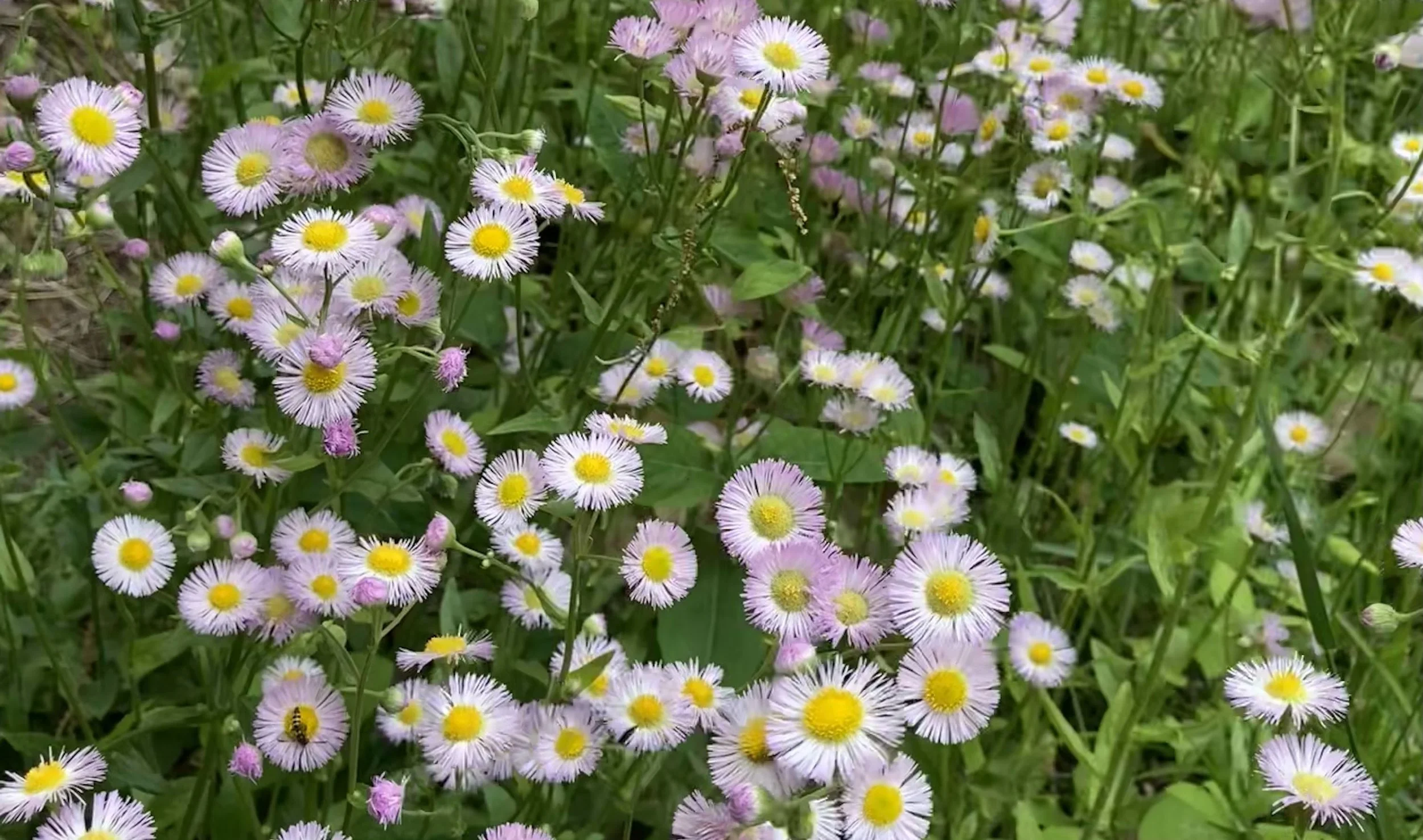  Philadelphia Fleabane (Erigeron philadelphicus) Blowing in the Wind Next to the Barn  Ste. Genevieve County May 1, 2023 Photo by Lara Redmond
