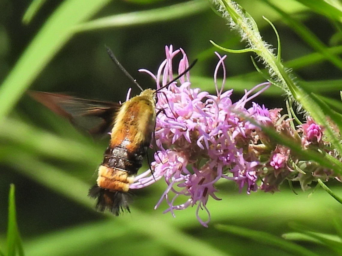  Snowberry clearwing moth on blazing star also known as gay feather (Liatris pycnostachya) photographed while on a butterfly walk  in St. Francois State Park  July 2026 Photo by Sean Tracy
