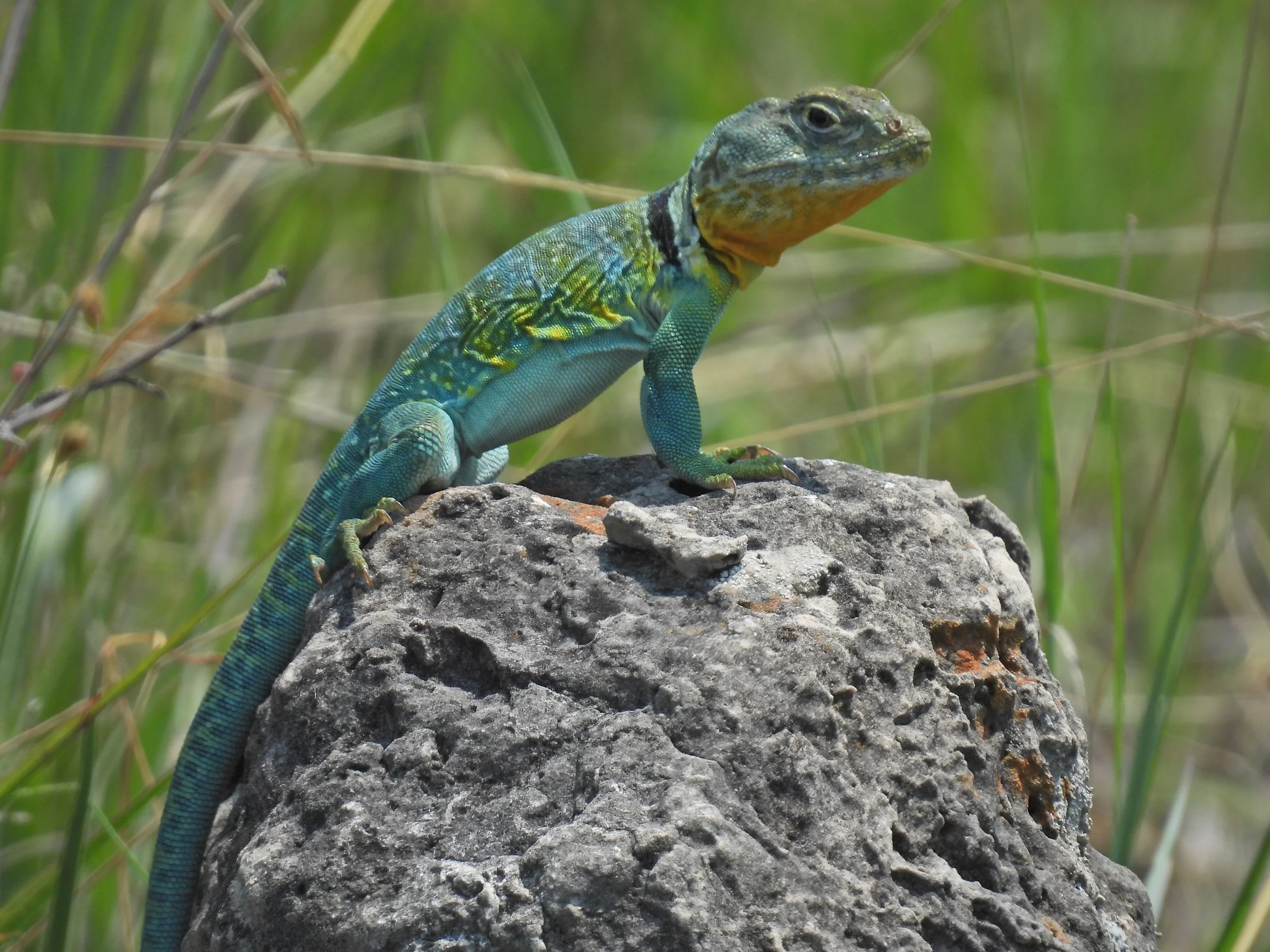  Male Eastern Collared Lizard warming on the rocks midday in May  Southern Missouri May 1, 2023 Photo by Sean Tracy