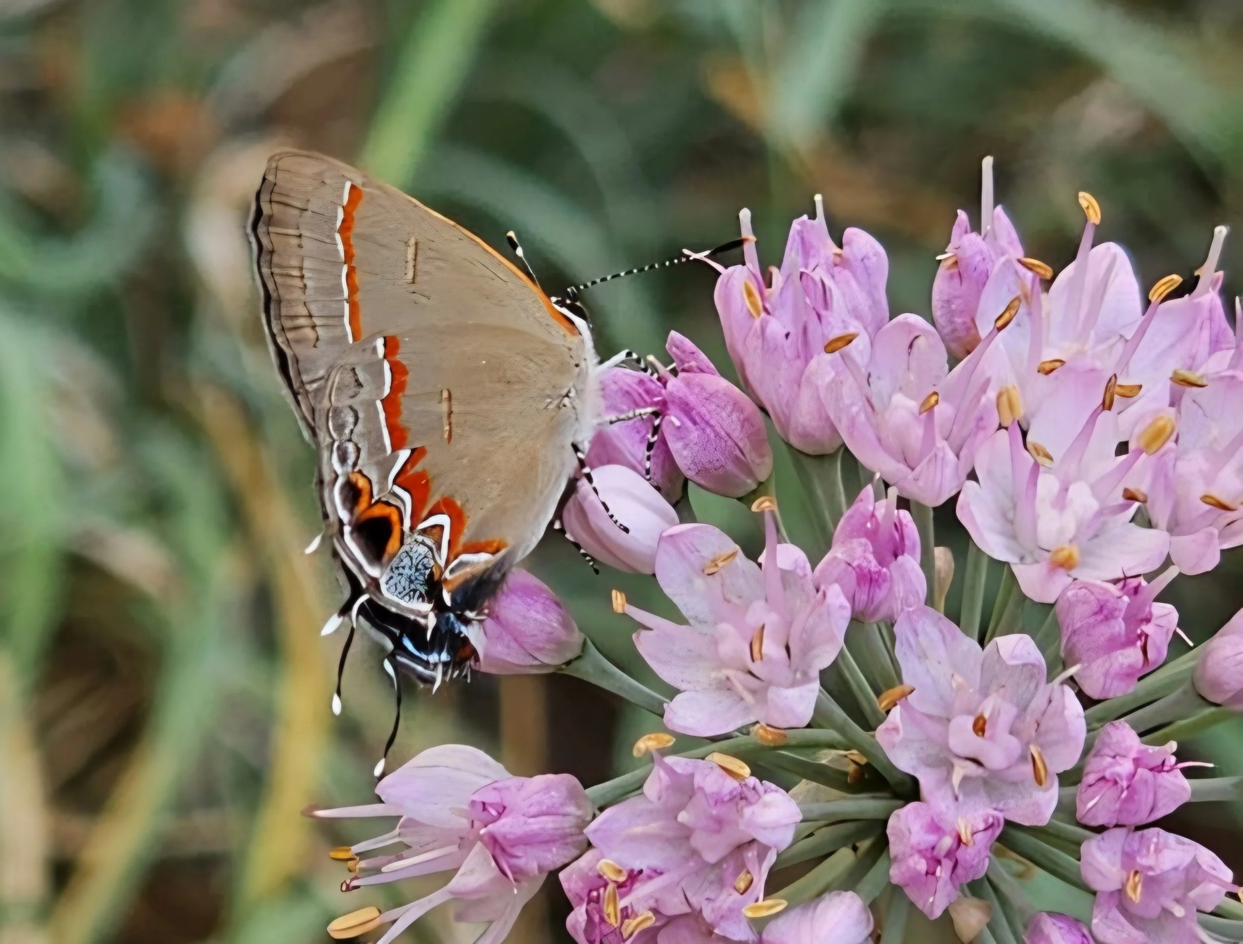  Red banded hairstreak on Allium  in Cliff Cave St. Louis County Park September 2023 Photo by Carl Davis