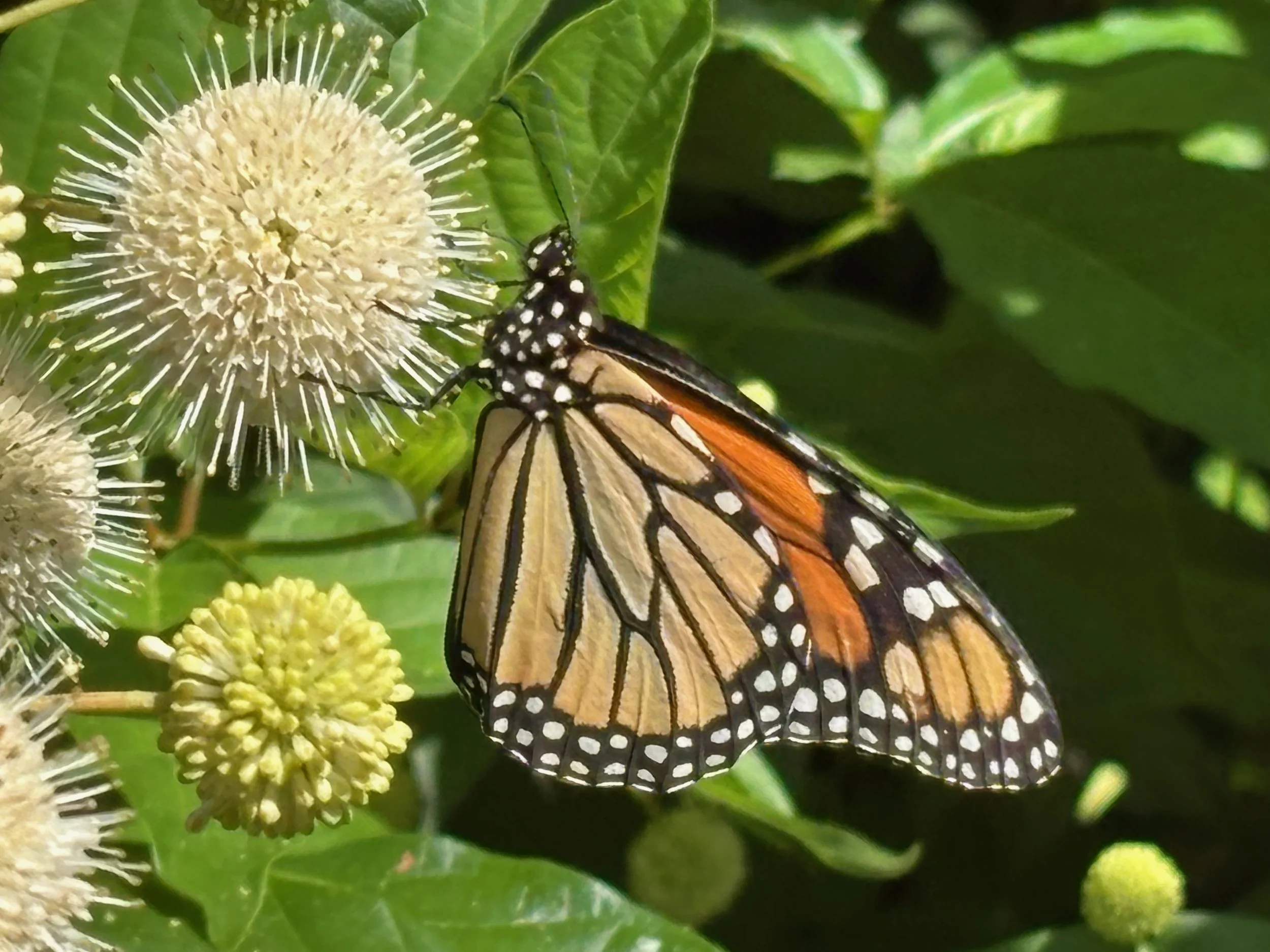 Monarch Butterfly at Queny Park on Buttonbush
by Sherri Schmidt