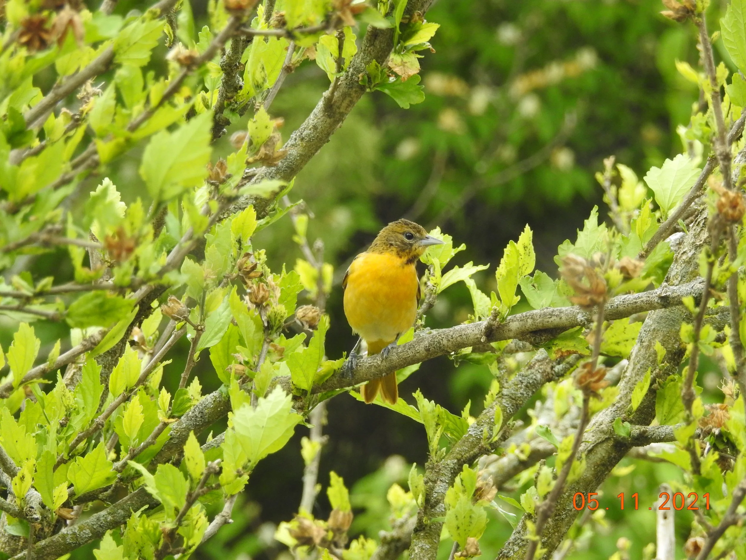  Female Baltimore Oriole with Unusually Dark Head  St. Louis County May 1, 2021 Photo by Mary Dueren