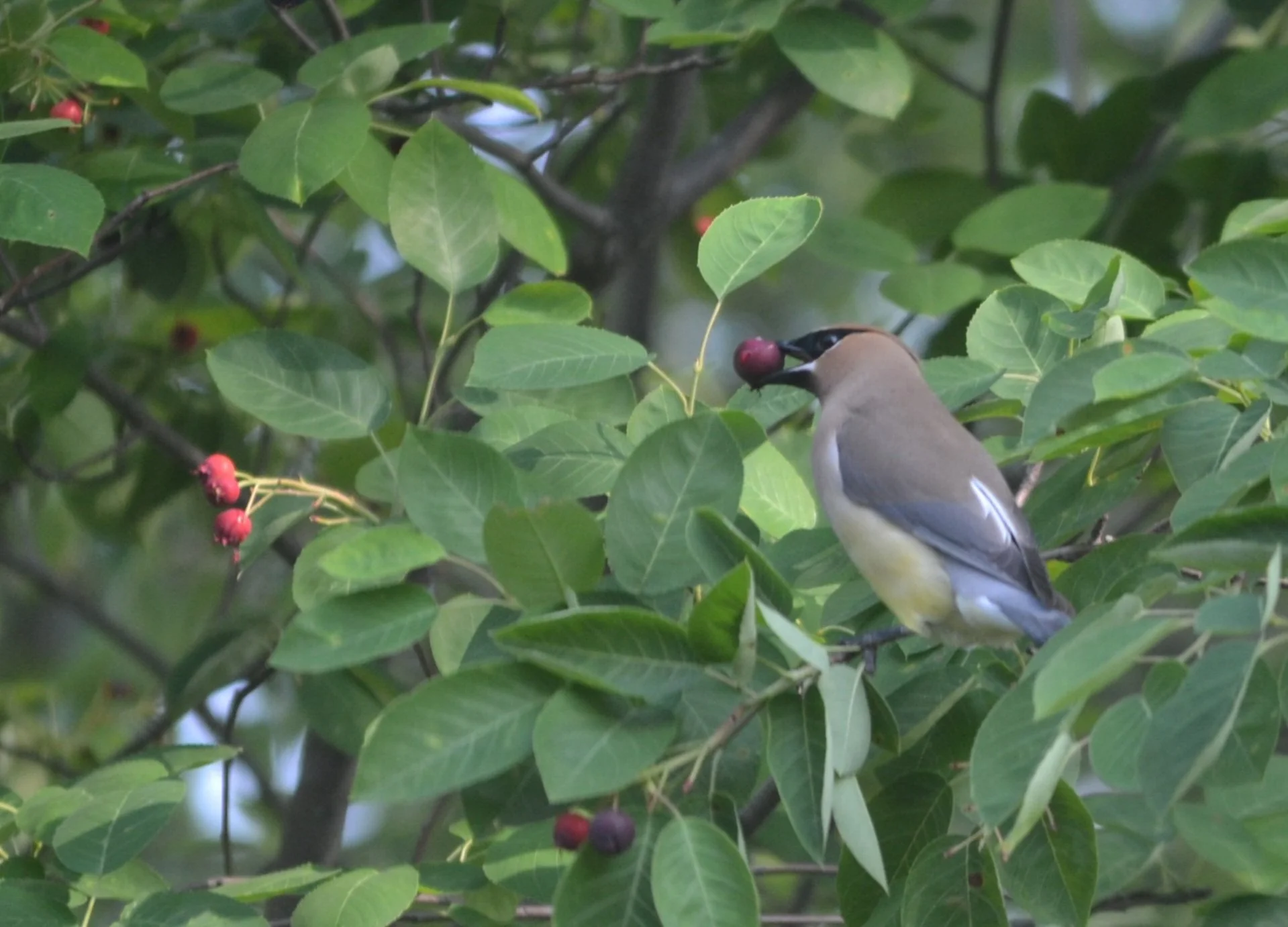  Cedar waxwing munching on service berry.  South St. Louis County May 2024 Photo by Carl Davis