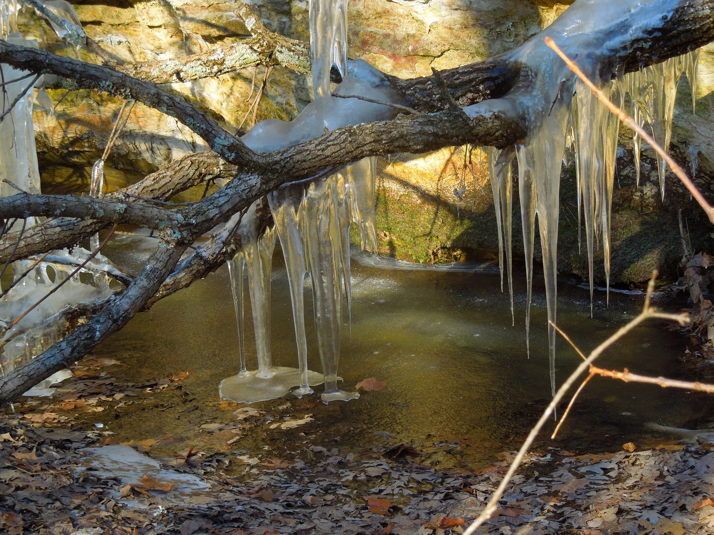  Icicles Draping an Oak Tree's Limb Touching a Feeder Tributary to LaBarque Creek  
January 2019 
Photo by Sean Tracy