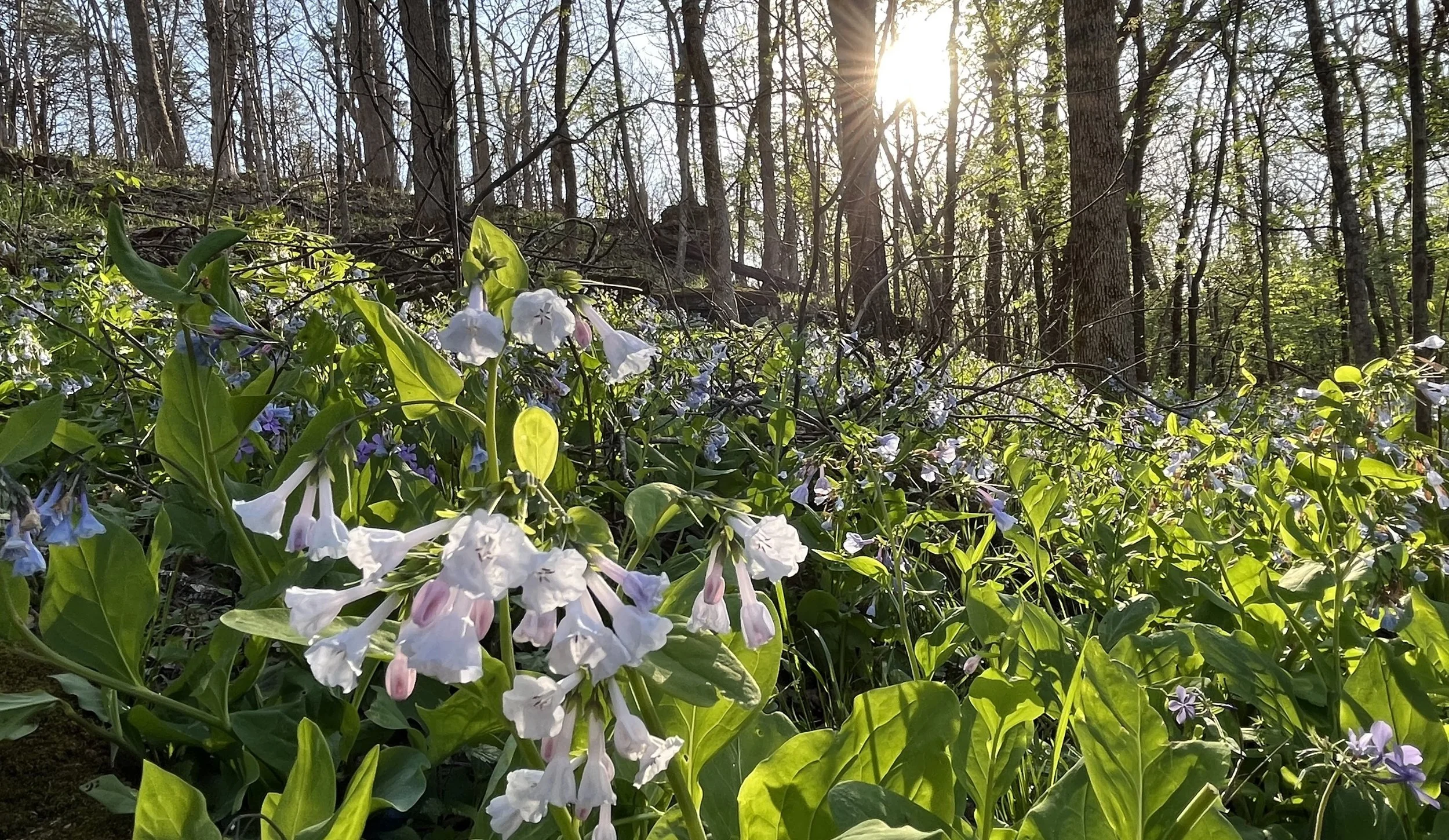  Bluebells at Ground Level as the Sun Sinks Behind Trees  St Francois State Park April 1, 2025 Photo by Katie Walkowiak