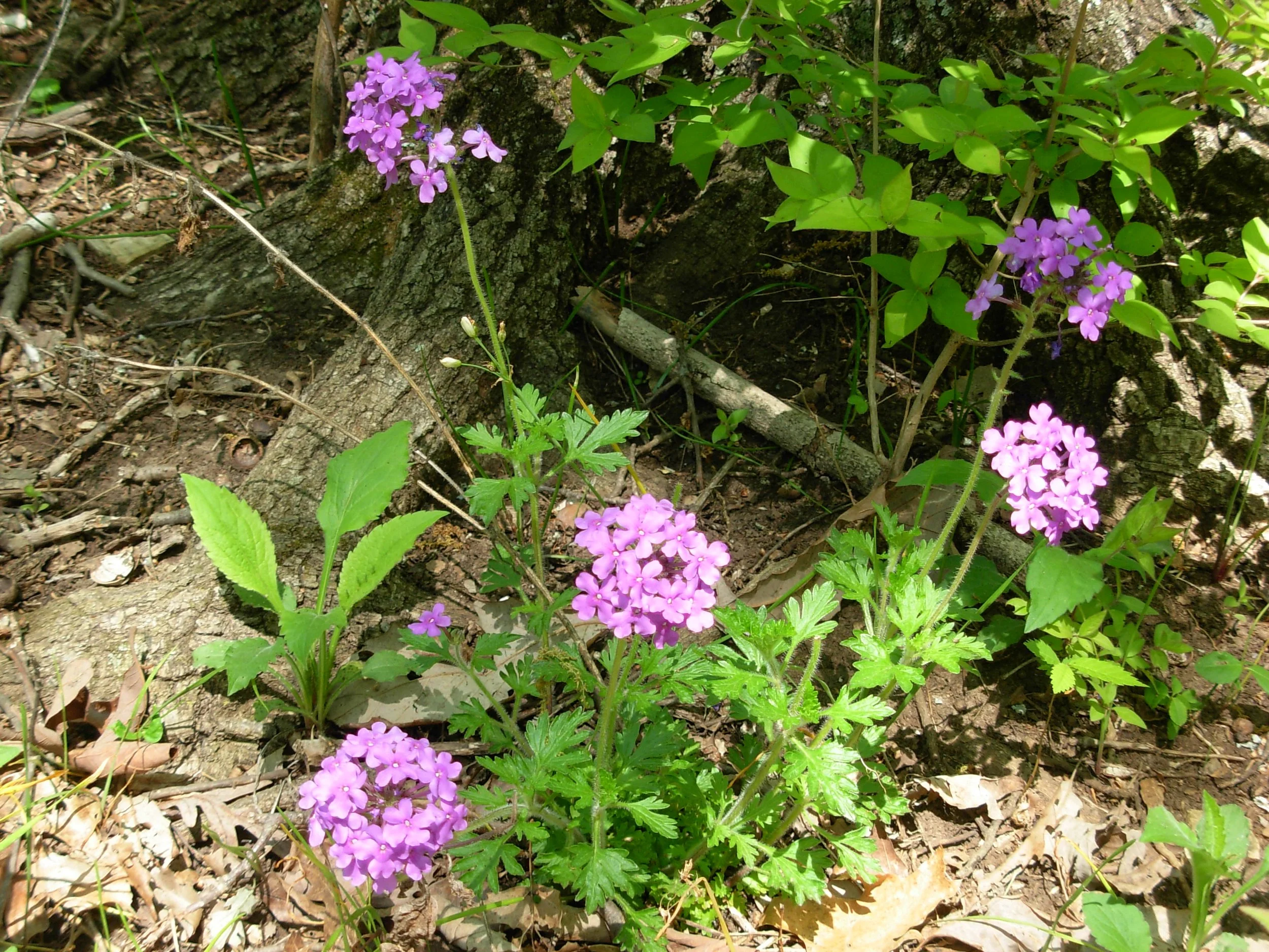 
 Rose Verbena Blooming at Powder Valley  April 23, 2016 Photo by Sherri Schmidt