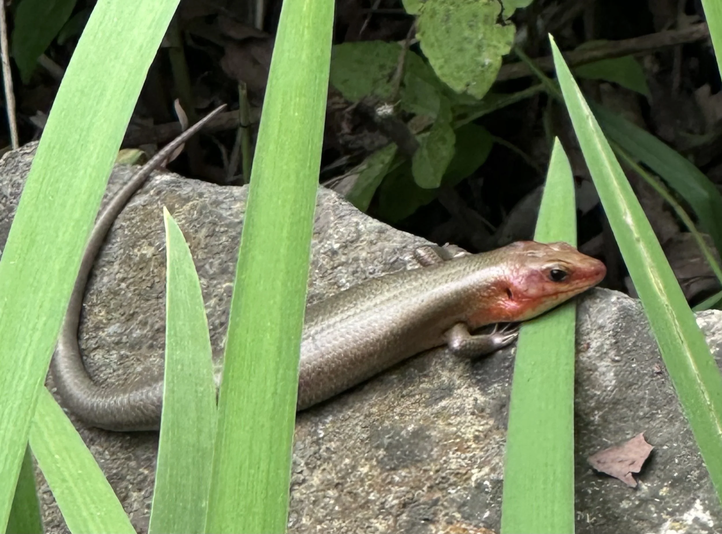 Skink at Powder Valley Conservation Nature Center
by Barbara Cerutti