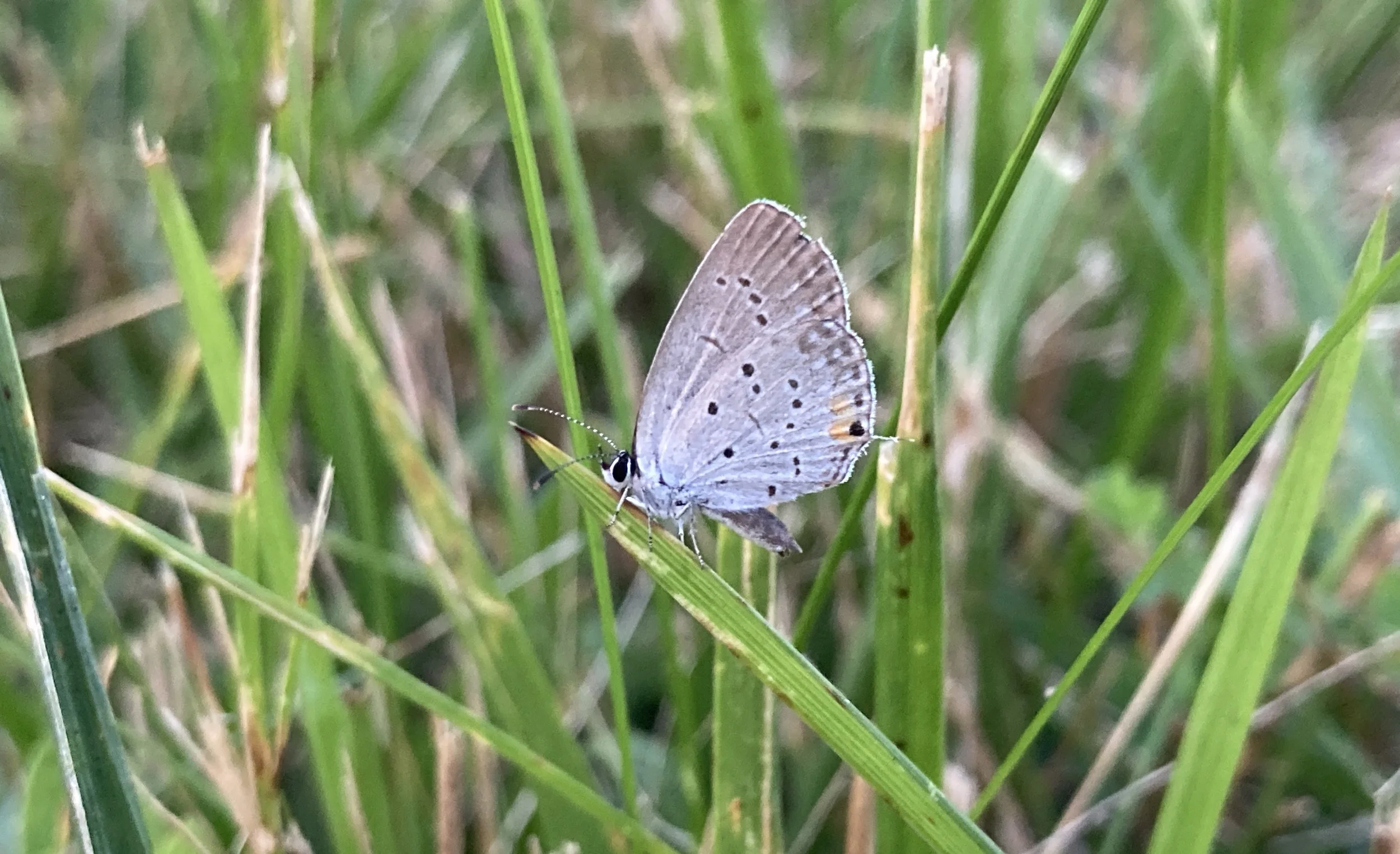  Eastern tailed-blue butterfly   in Ste. Genevieve County July 2026 Photo by Lara Redmond