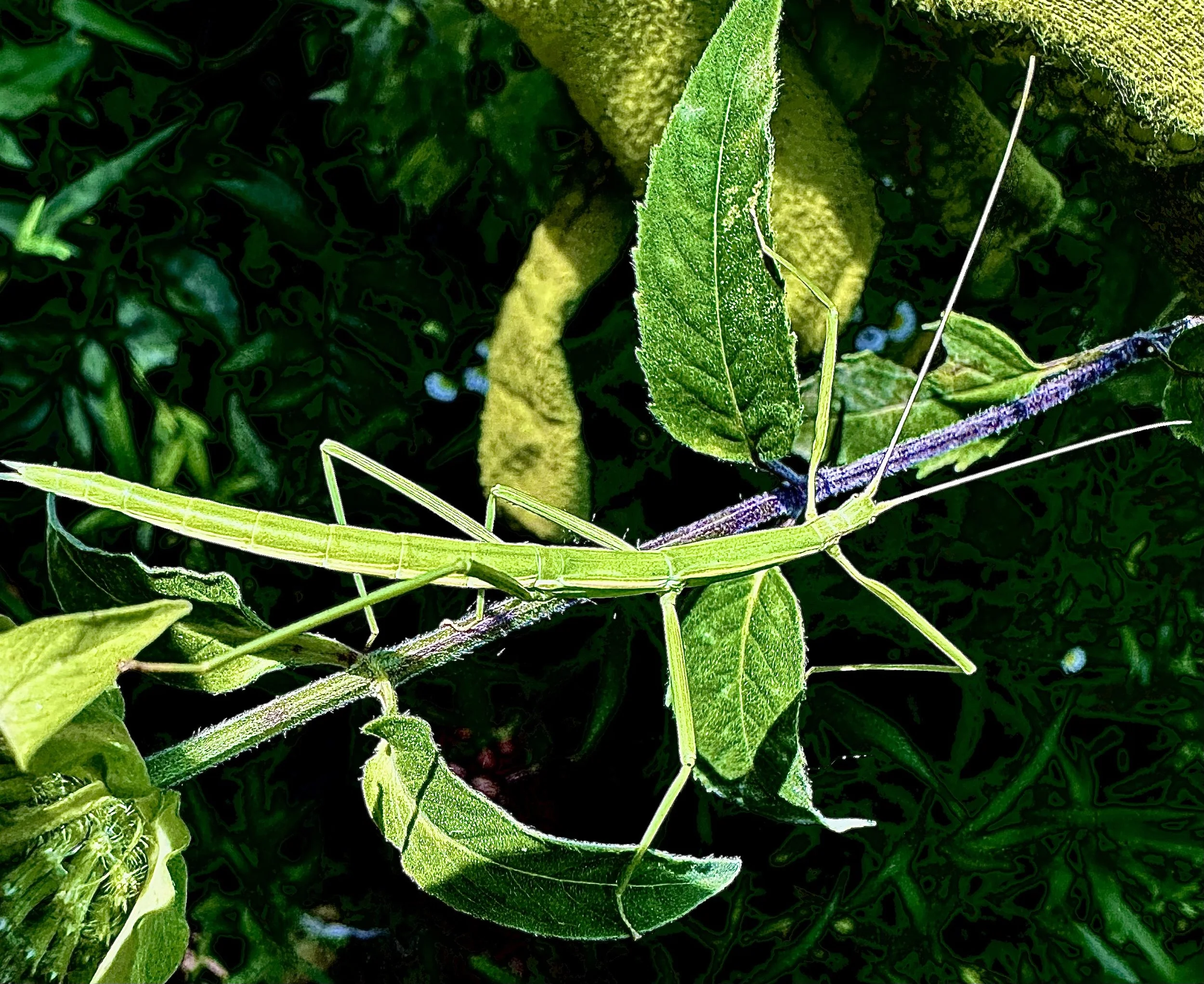 Walking Stick
by Barb Cerutti